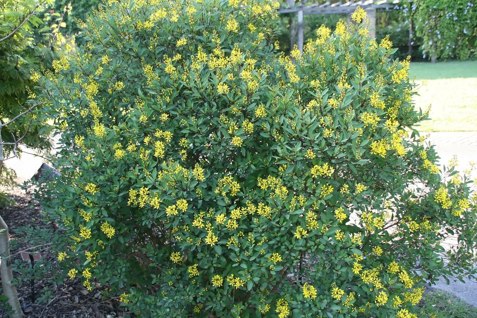 Slender Goldshower (Galphimia Gracilis) — As a landscape architect assistant; shrub with yellow blooms, image 46