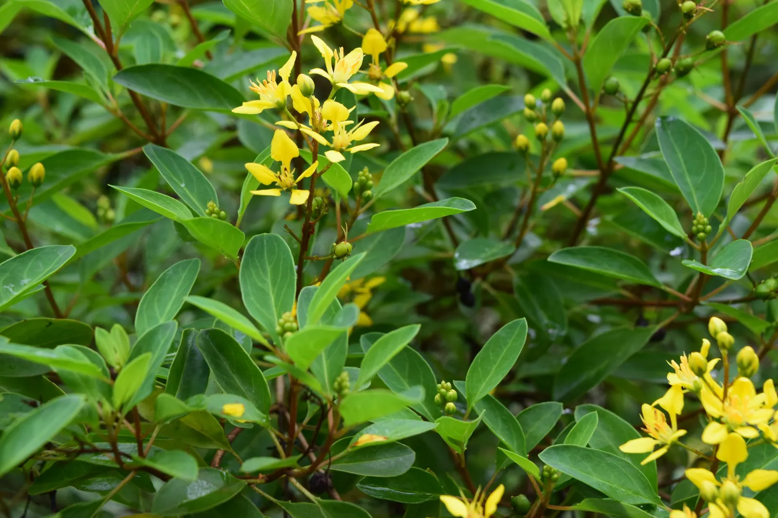 Slender Goldshower (Galphimia Gracilis) — adding an extra layer of life and color to the setting; they are moderately drought-tolerant once established