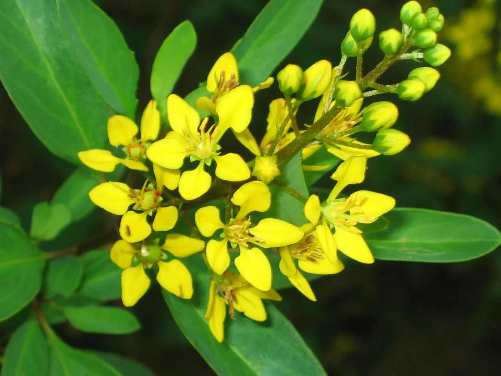 Slender Goldshower (Galphimia Gracilis) — coupled with a moderate growth rate