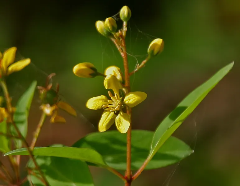 Slender Goldshower (Galphimia Gracilis) — <br><br>For optimal growth