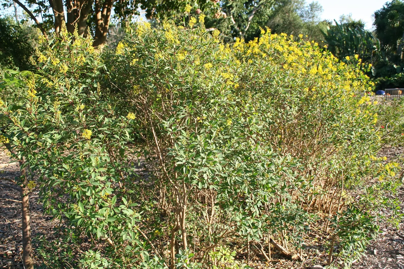 Slender Goldshower (Galphimia Gracilis) — arching branches adorned with glossy green leaves offer a graceful; tropical shrub typically grows to a, image 50