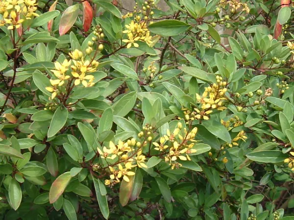 Slender Goldshower (Galphimia Gracilis) — tropical shrub typically grows to a height of 2 to 4 feet