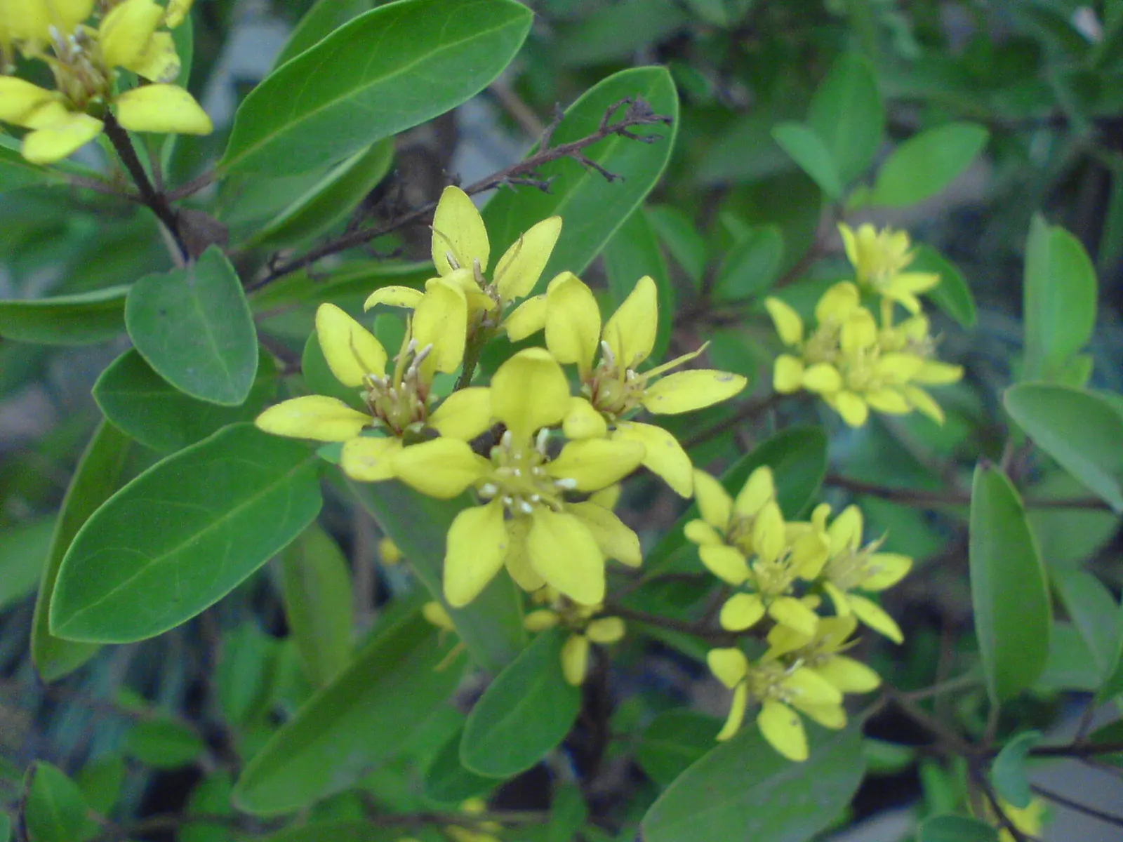 Slender Goldshower (Galphimia Gracilis) — or as a vibrant accent in rock gardens; shrub for full or half