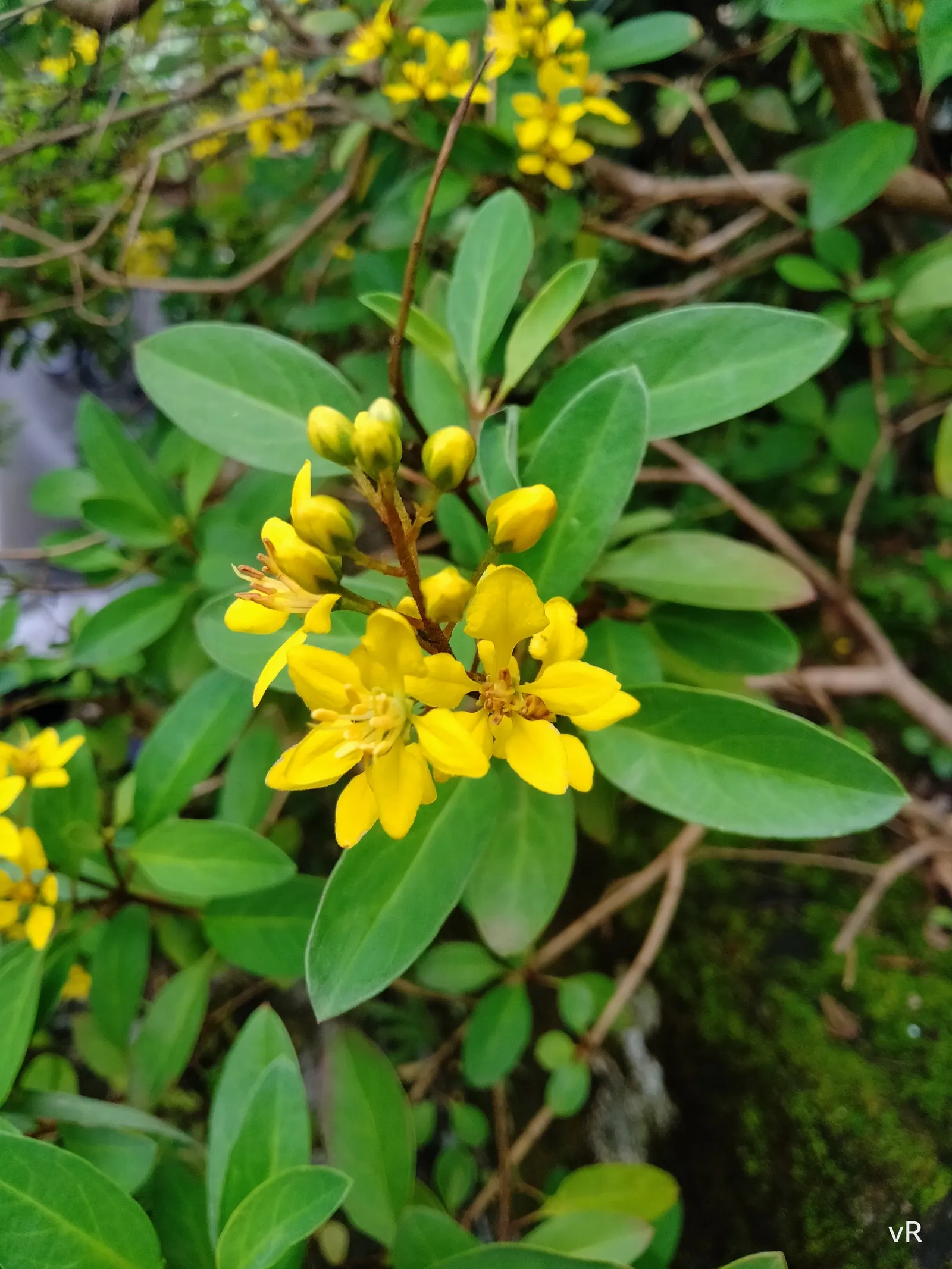 Slender Goldshower (Galphimia Gracilis) — is a captivating addition to any garden; its low maintenance nature, image 45