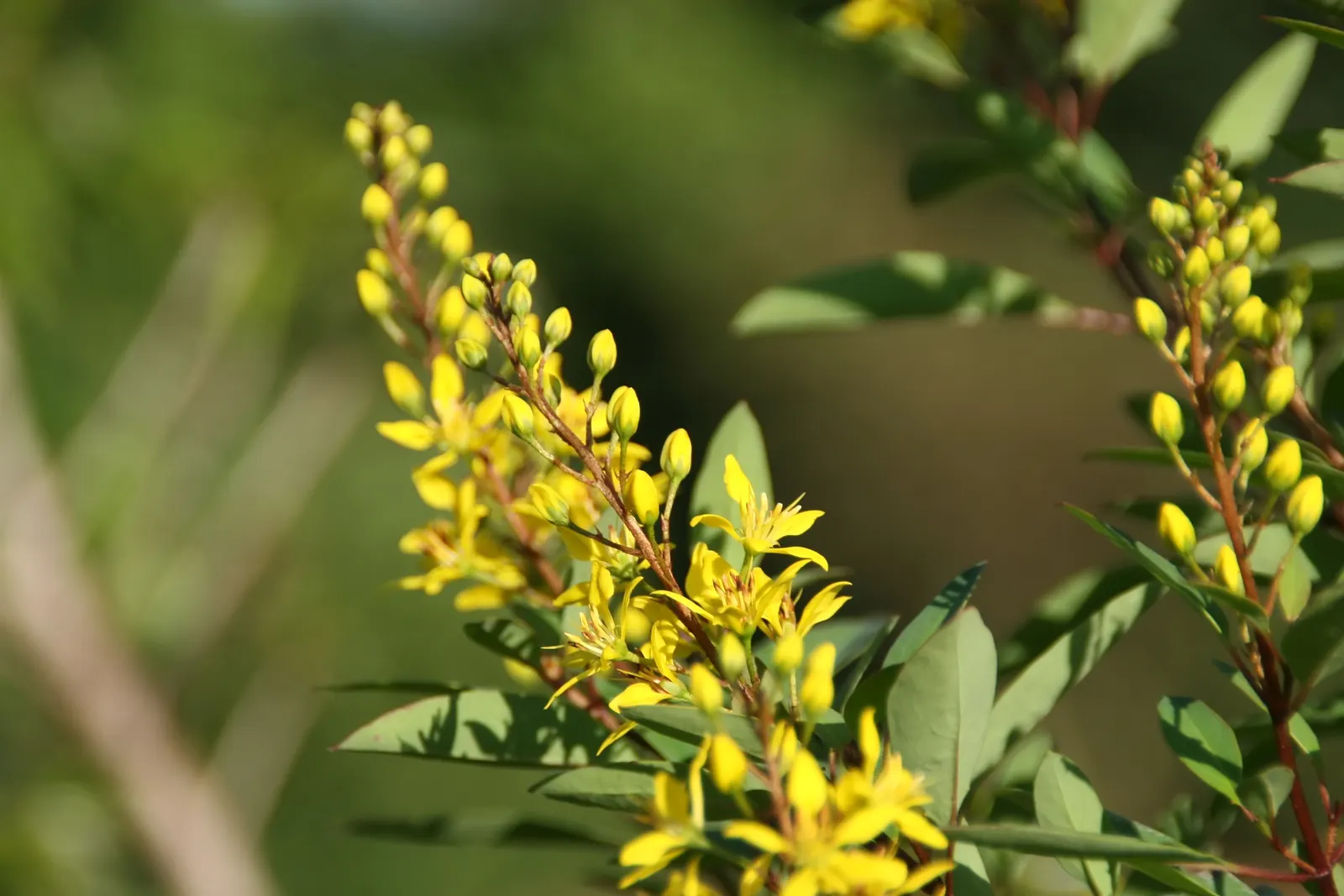 Slender Goldshower (Galphimia Gracilis) — <br><br>For optimal growth; prolific yellow blooms, up to 1 inch in diameter, grace the plant from spring through fall