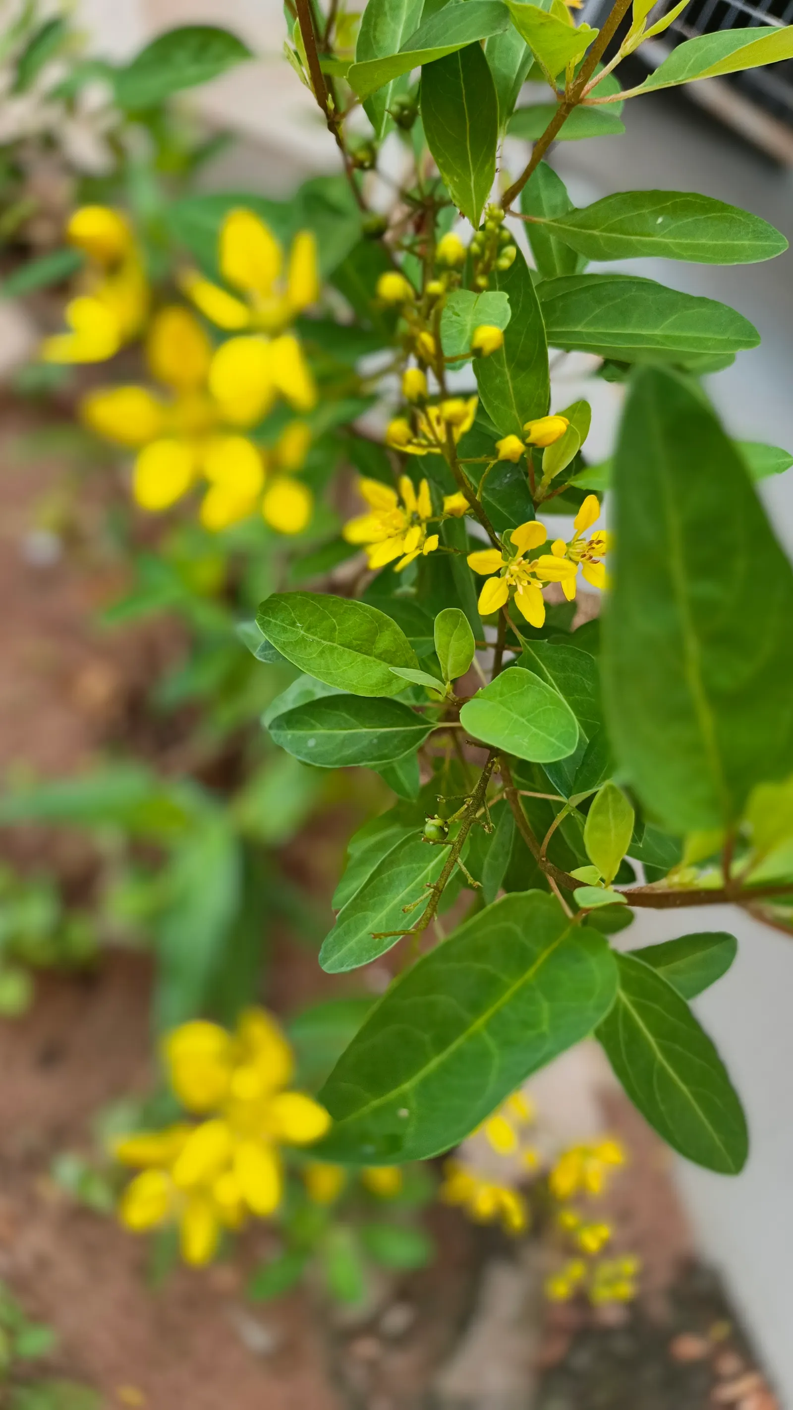 Slender Goldshower (Galphimia Gracilis) — Ideal for enlivening borders or container gardens, it thrives in full sun to partial shade; yellow flowers in the