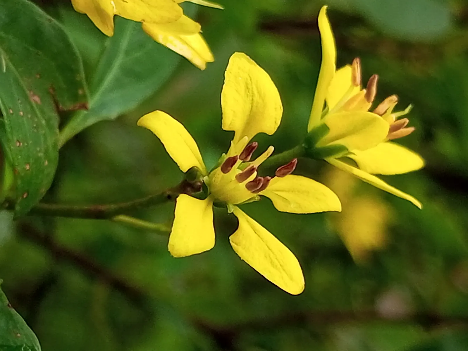 Slender Goldshower (Galphimia Gracilis) — Its low maintenance nature; slender Goldshower (Galphimia gracilis) is a compact