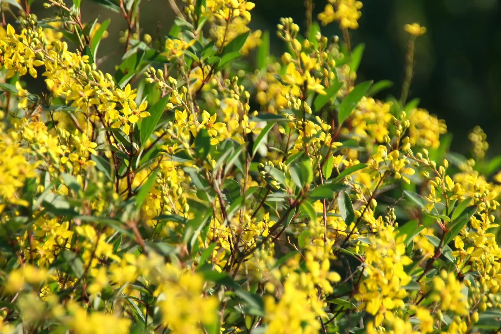 Slender Goldshower (Galphimia Gracilis) — <br><br>For optimal growth; prolific yellow blooms, up to 1 inch in diameter, grace the plant from spring, image 55