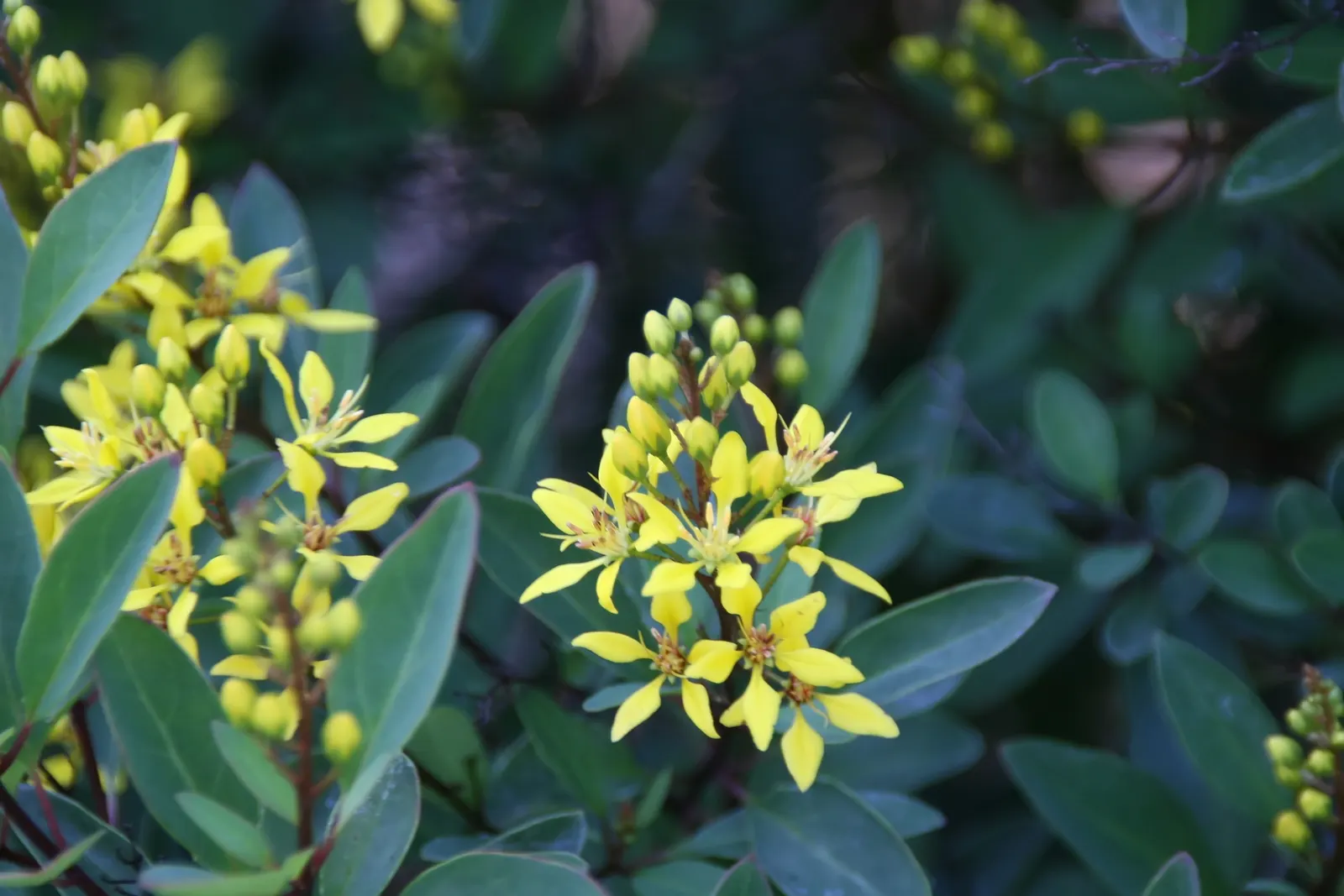 Slender Goldshower (Galphimia Gracilis) — makes it an appealing choice for gardeners who desire a hassle-free plant with a long-lasting floral, image 54