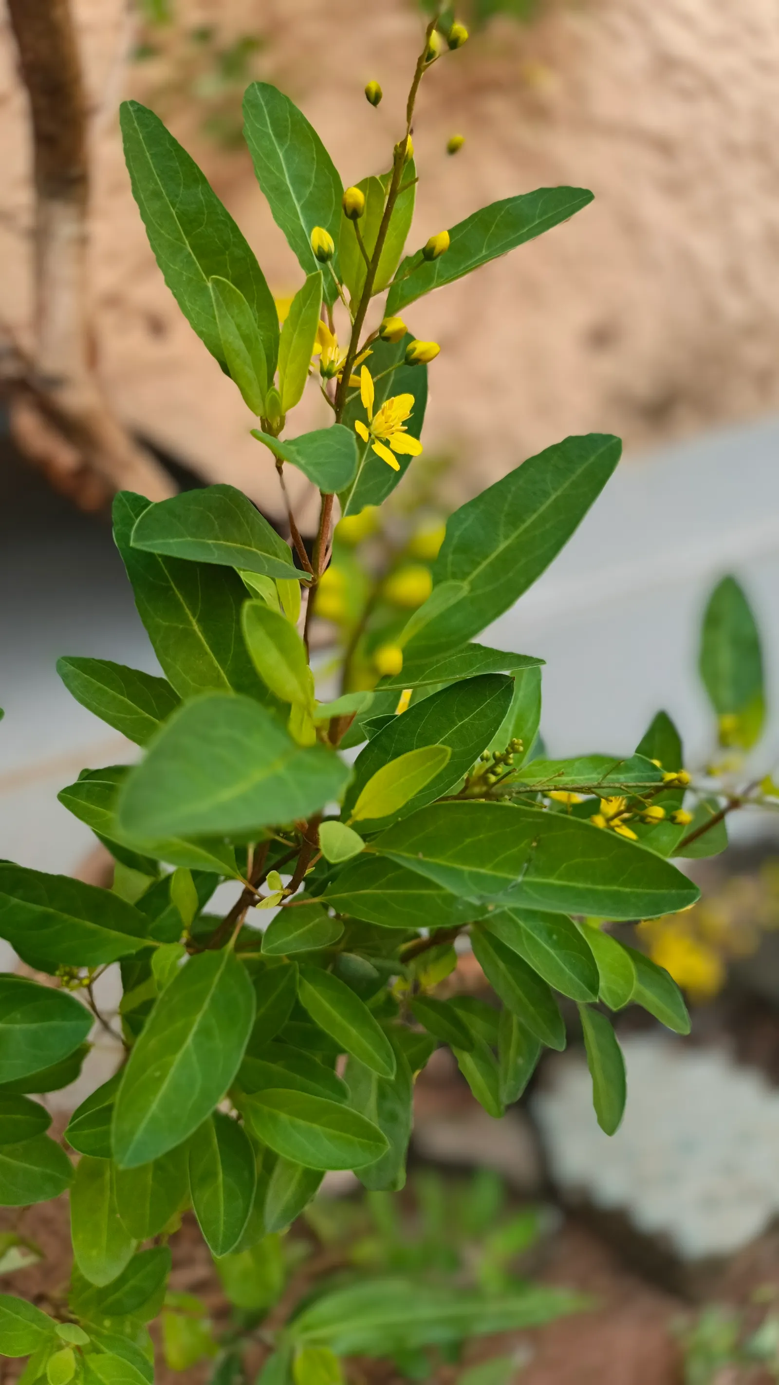 Slender Goldshower (Galphimia Gracilis) — Prolific yellow blooms, up to 1 inch in diameter, grace the plant from spring through fall