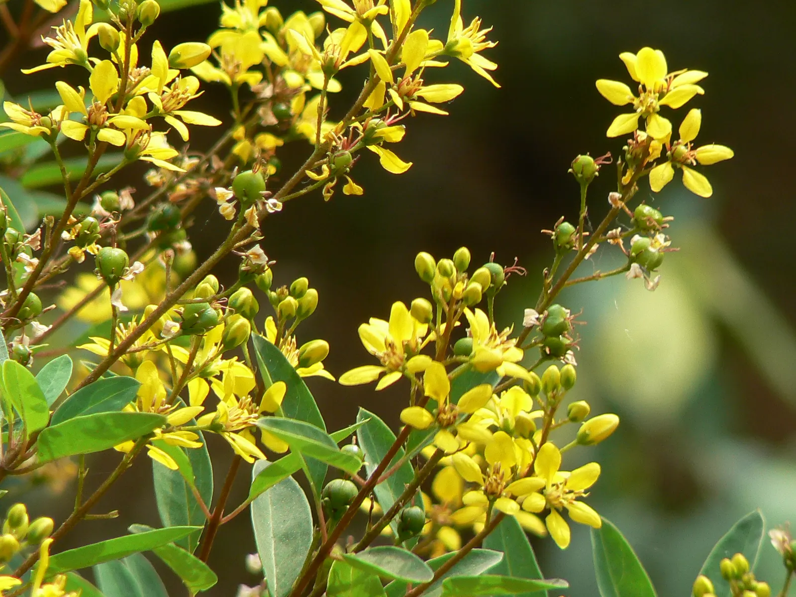 Slender Goldshower (Galphimia Gracilis) — with peak flowering occurring from spring through summer; makes it an appealing choice for gardeners who desire a