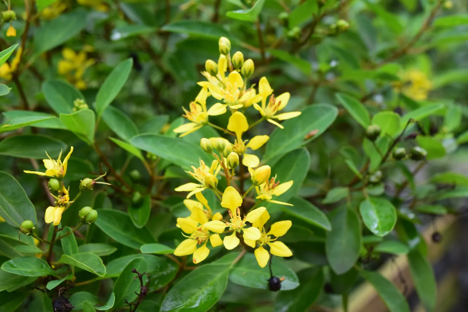 Slender Goldshower (Galphimia Gracilis) — shrub for full or half; adding an extra layer of life and color to the setting