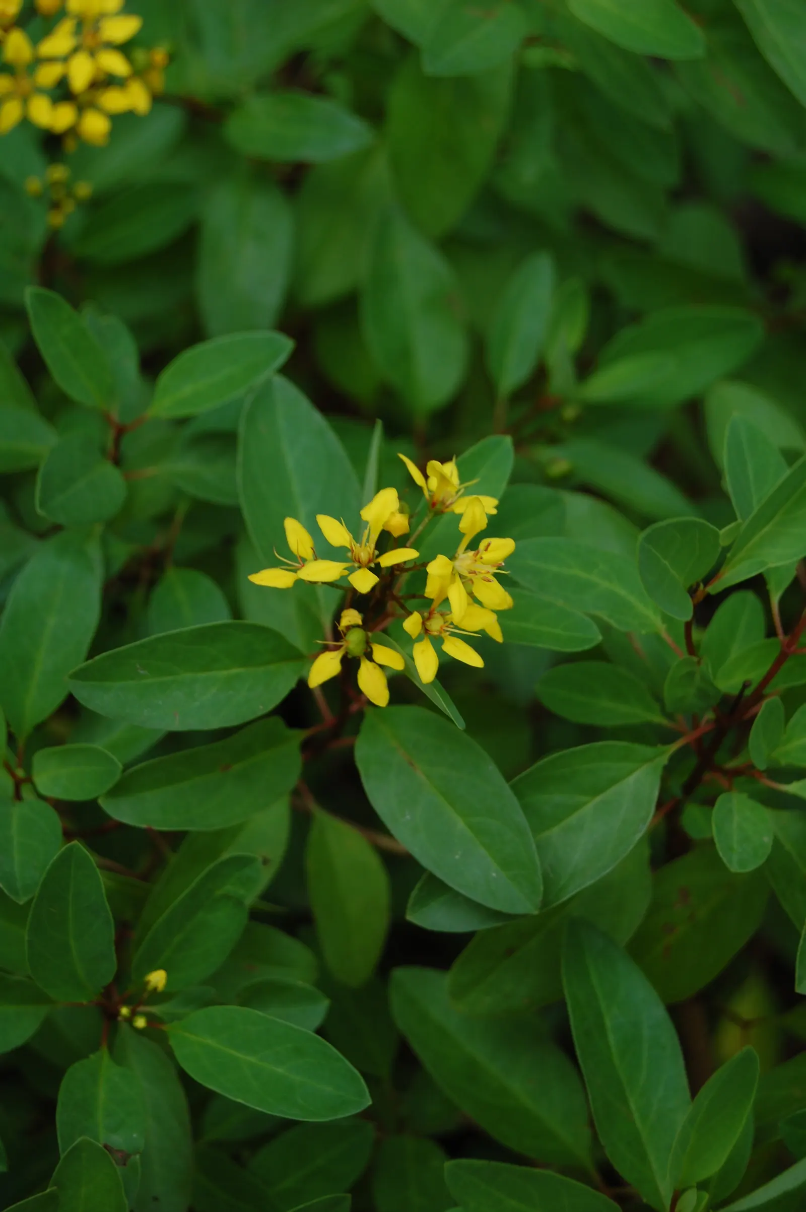 Slender Goldshower (Galphimia Gracilis) — shrub with yellow blooms