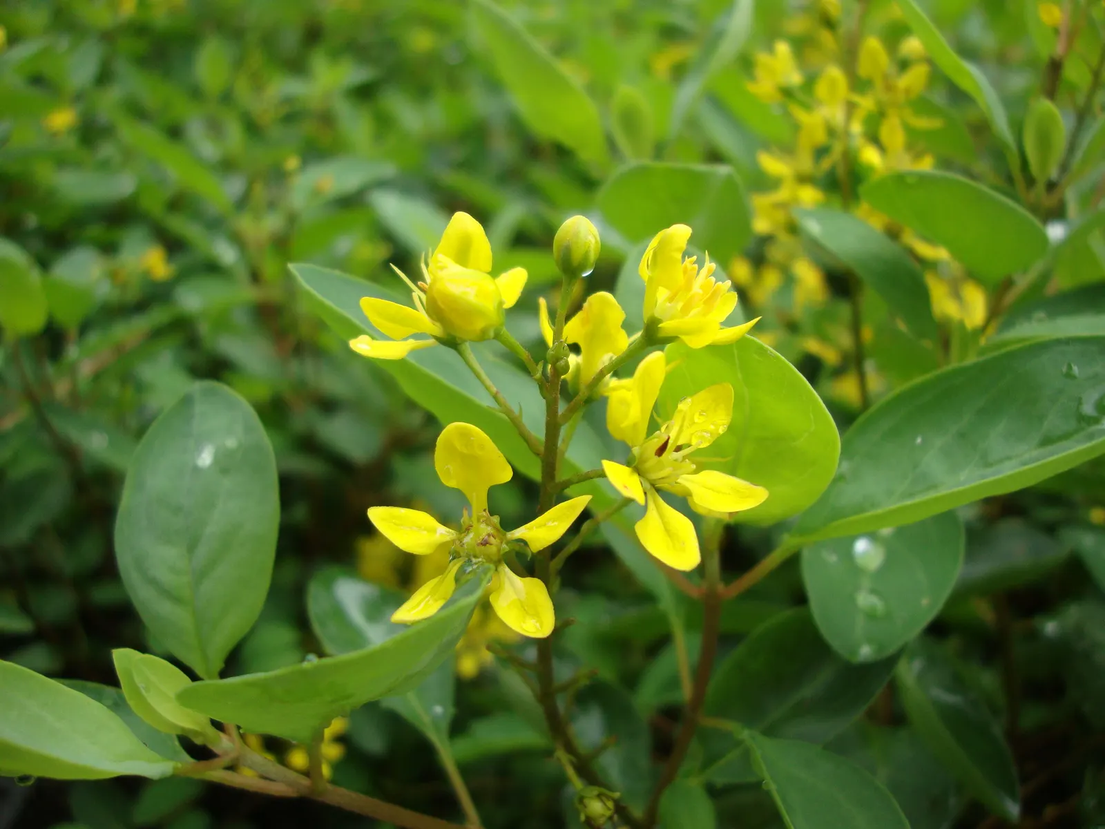 Slender Goldshower (Galphimia Gracilis) — with peak flowering occurring from spring through summer; makes it an appealing choice for gardeners who, image 51