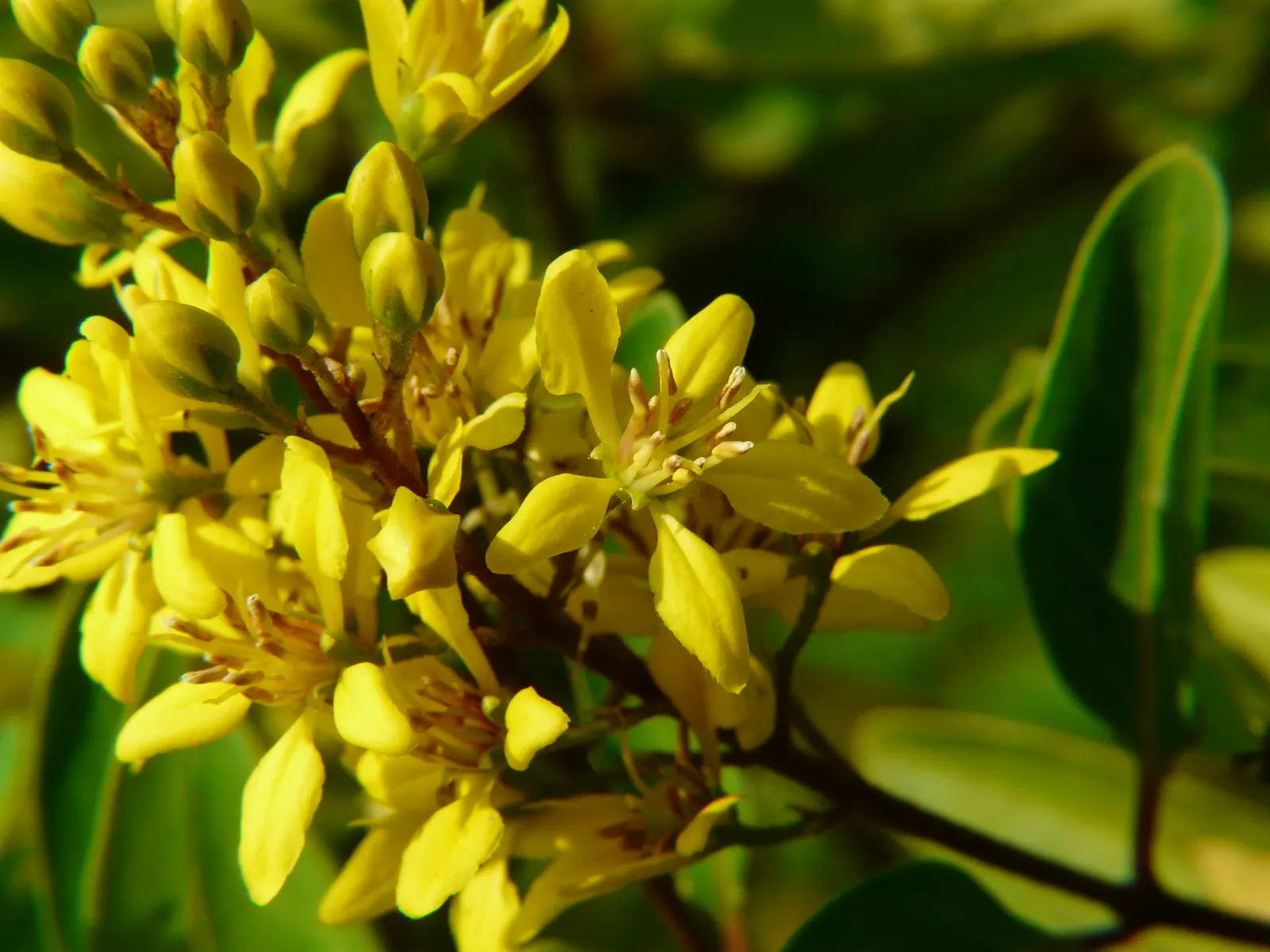 Slender Goldshower (Galphimia Gracilis) — making it an excellent choice for borders