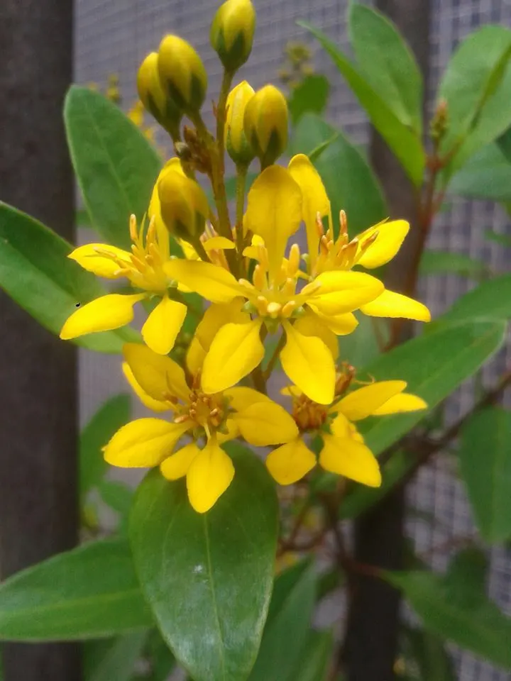 Slender Goldshower (Galphimia Gracilis) — They are moderately drought-tolerant once established; or as a vibrant accent in rock gardens