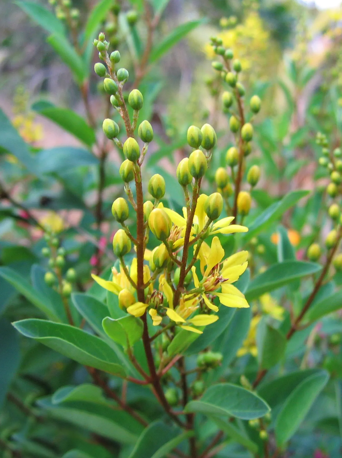Slender Goldshower (Galphimia Gracilis) — Prolific yellow blooms, up to 1 inch in diameter, grace the plant from spring through fall; with peak, image 42