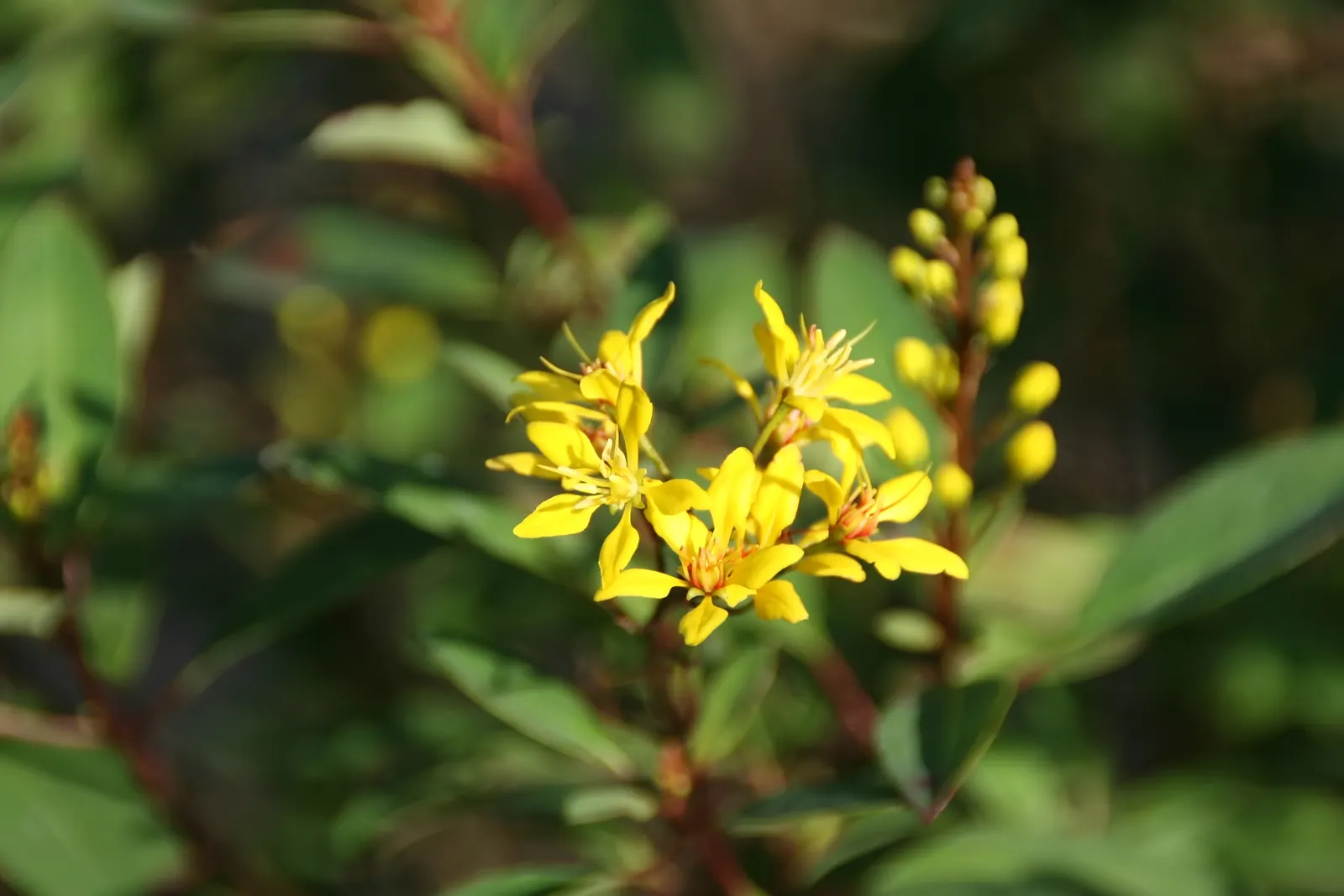 Slender Goldshower (Galphimia Gracilis) — shrub with yellow blooms; arching branches adorned with glossy green leaves offer a graceful