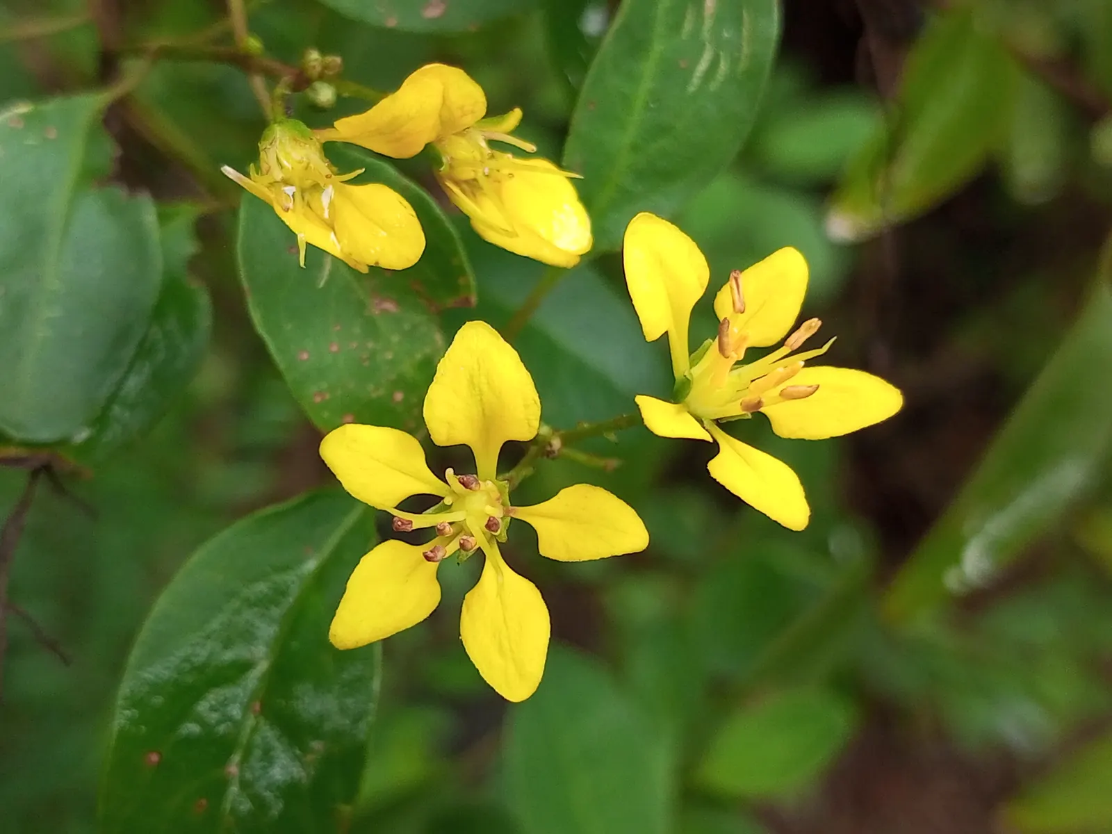 Slender Goldshower (Galphimia Gracilis) — Mature size reaches up to 4 feet tall and 3 feet wide, with a growth habit that is both upright and spreading
