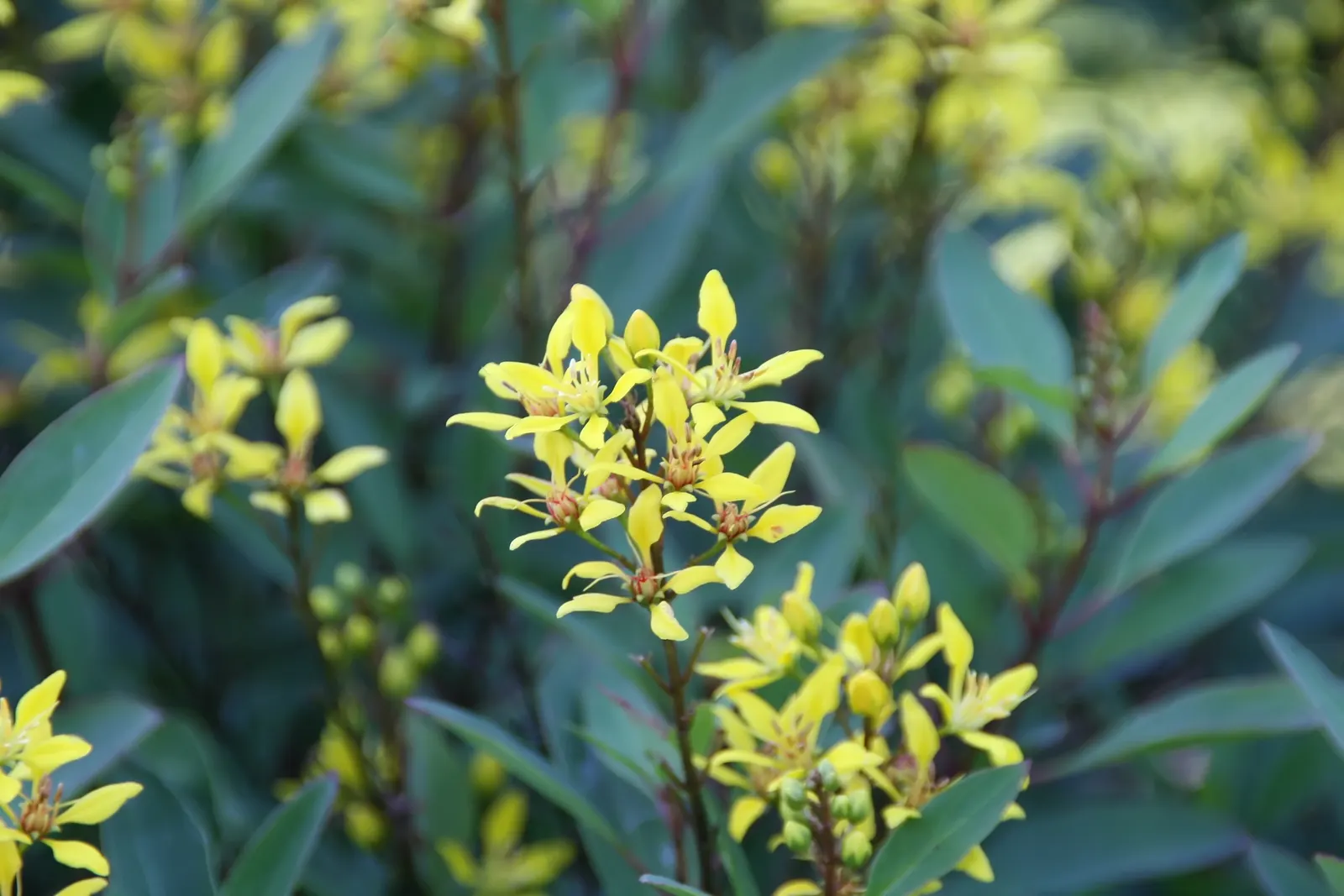 Slender Goldshower (Galphimia Gracilis) — coupled with a moderate growth rate; making it an excellent choice for borders