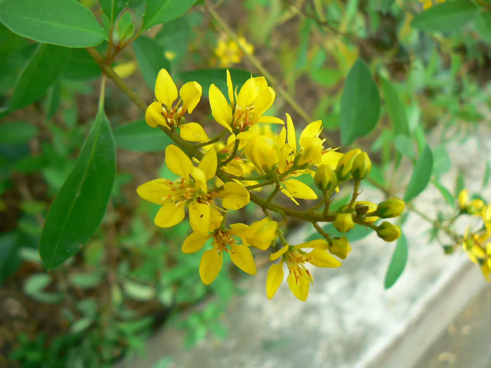Slender Goldshower (Galphimia Gracilis) — They are moderately drought-tolerant once established