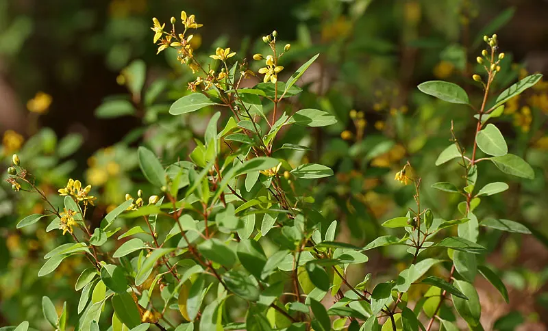 Slender Goldshower (Galphimia Gracilis) — Its low maintenance nature