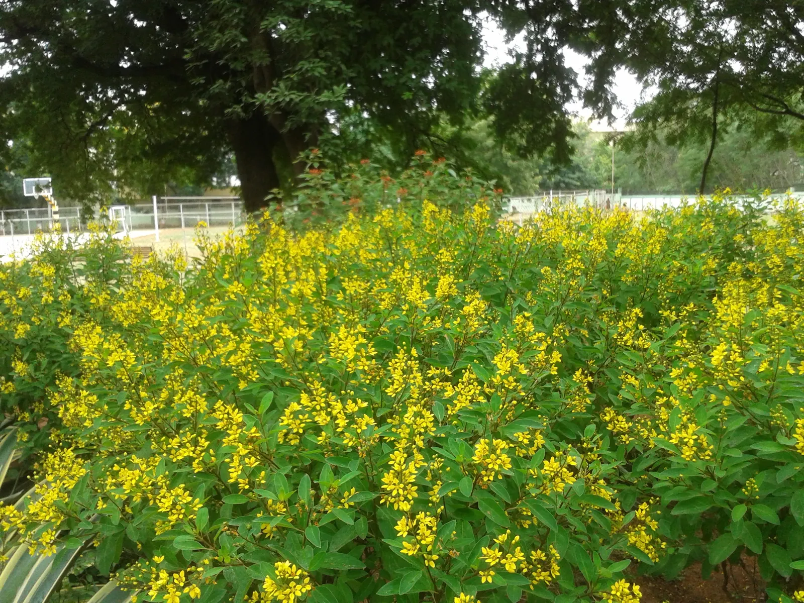 Slender Goldshower (Galphimia Gracilis) — Mature size reaches up to 4 feet tall and 3 feet wide, with a growth habit that is both upright and, image 44