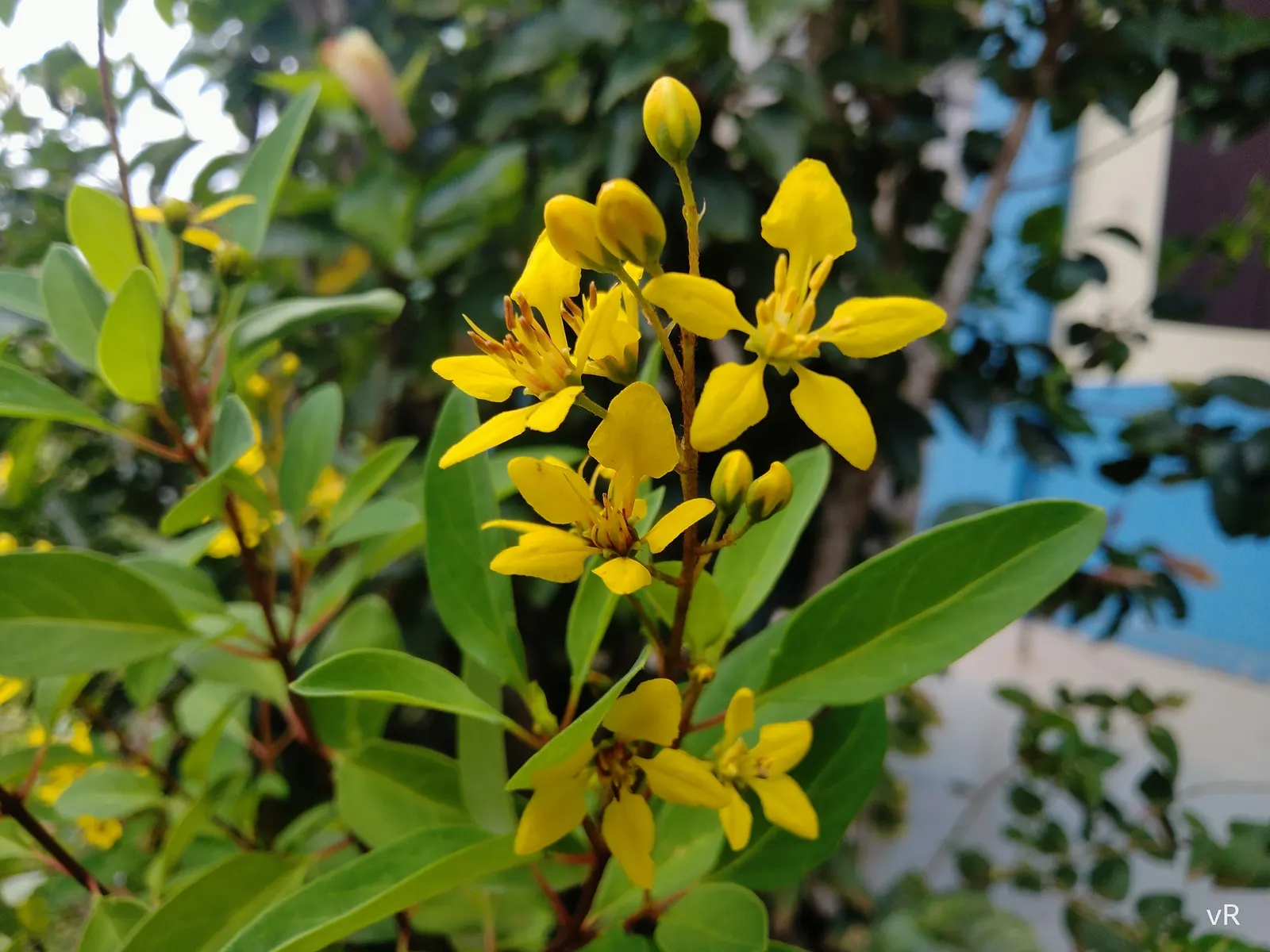 Slender Goldshower (Galphimia Gracilis) — tropical shrub typically grows to a height of 2 to 4 feet; as a landscape architect assistant, image 47
