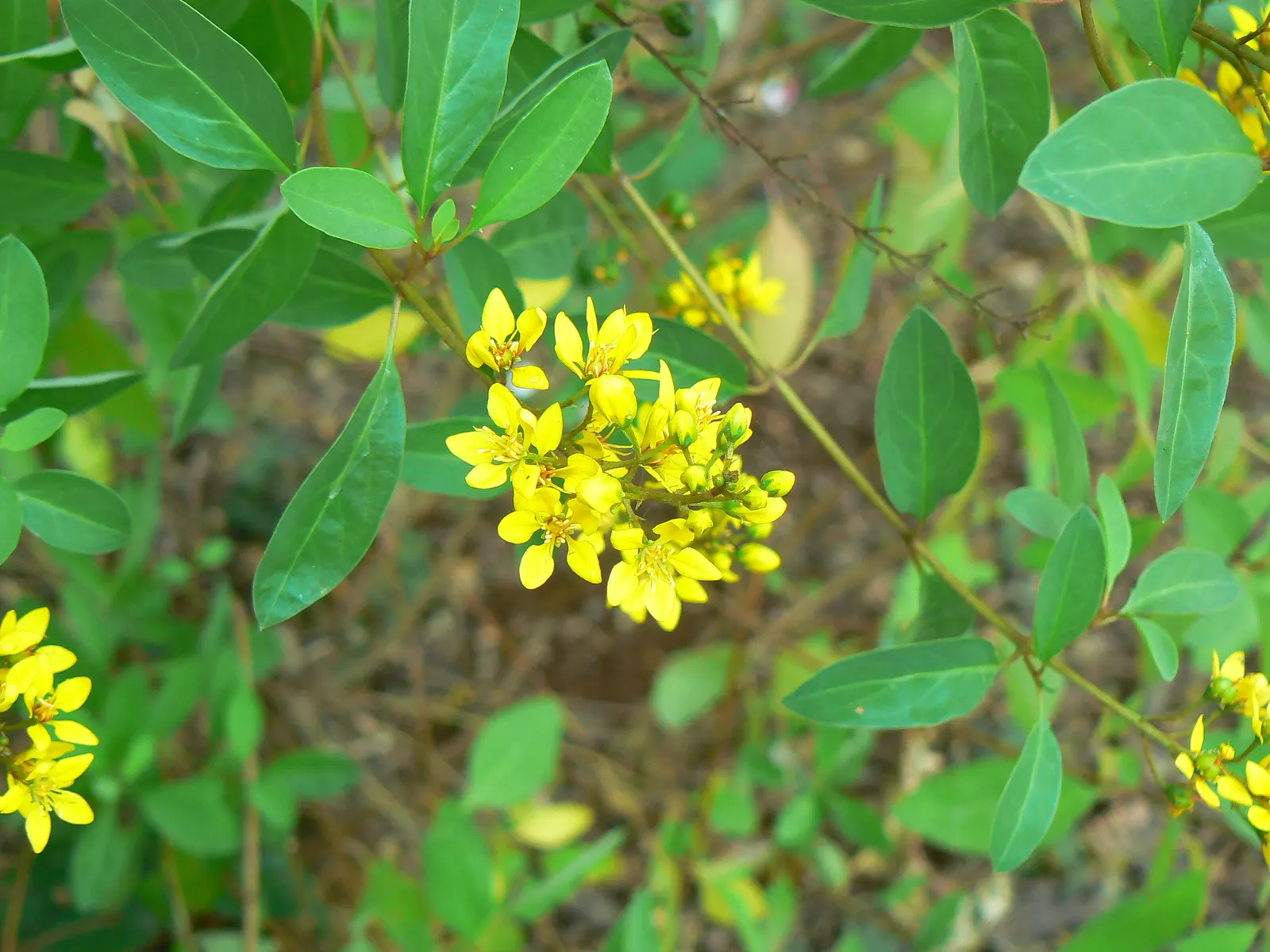 Slender Goldshower (Galphimia Gracilis) — yellow flowers in the garden