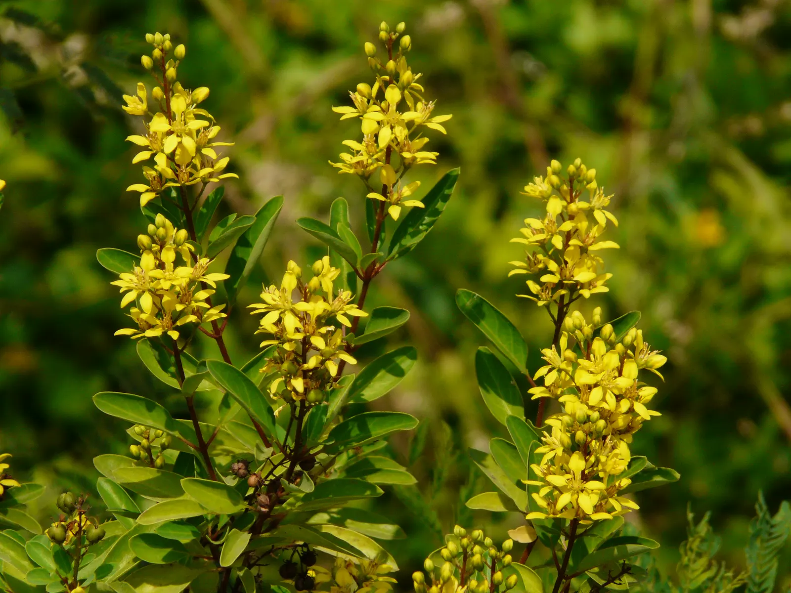 Slender Goldshower (Galphimia Gracilis) — with peak flowering occurring from spring through summer