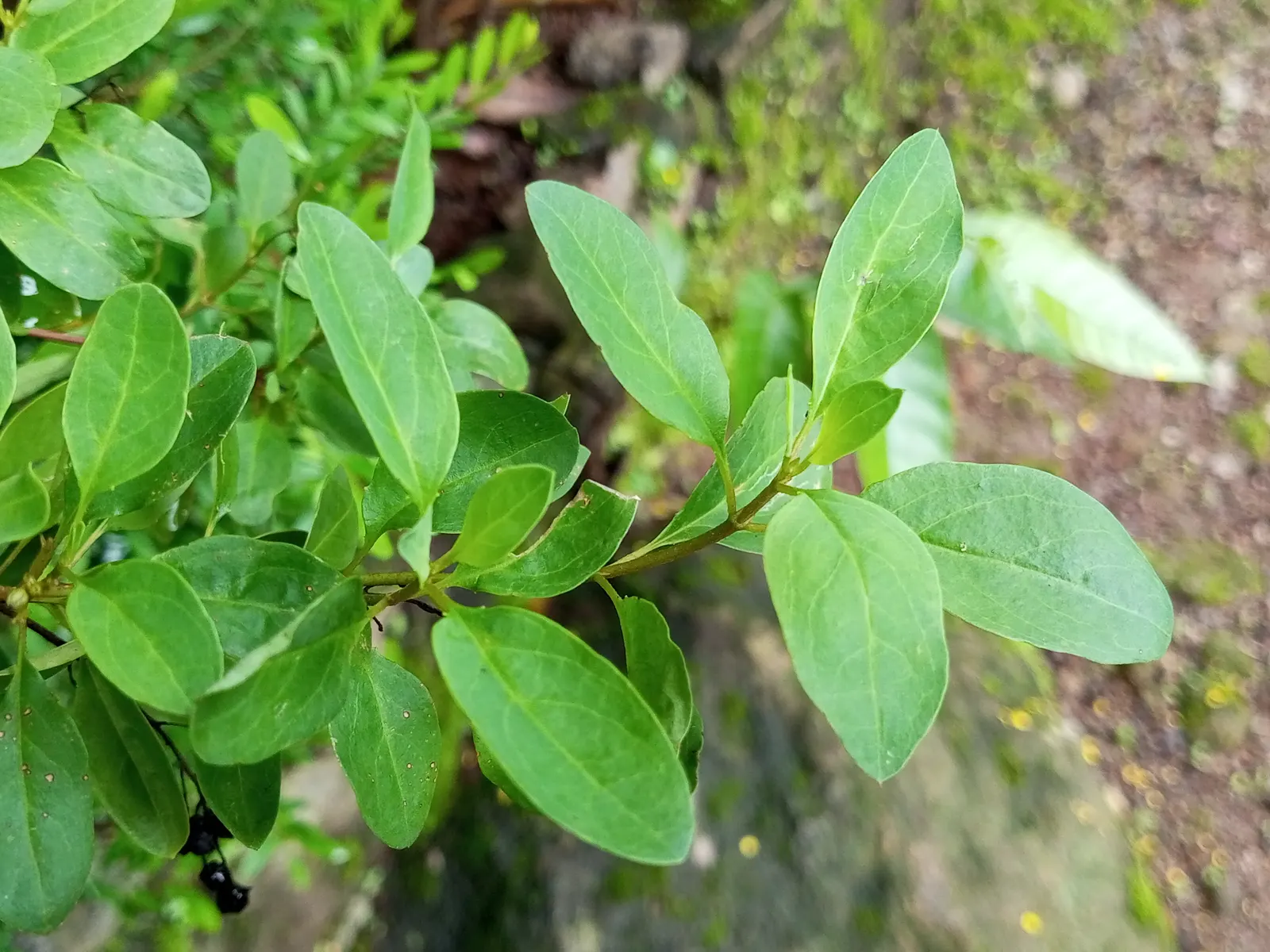 Slender Goldshower (Galphimia Gracilis) — making it an excellent choice for borders; coupled with a moderate growth rate