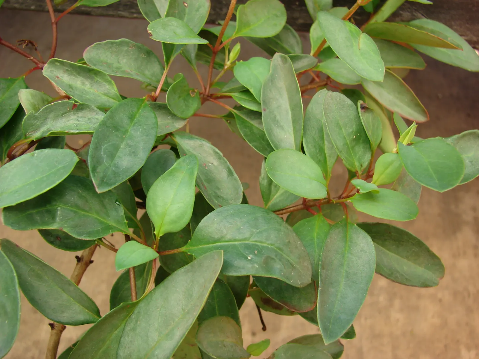 Slender Goldshower (Galphimia Gracilis) — making it an excellent choice for borders; coupled with a moderate growth rate, image 48
