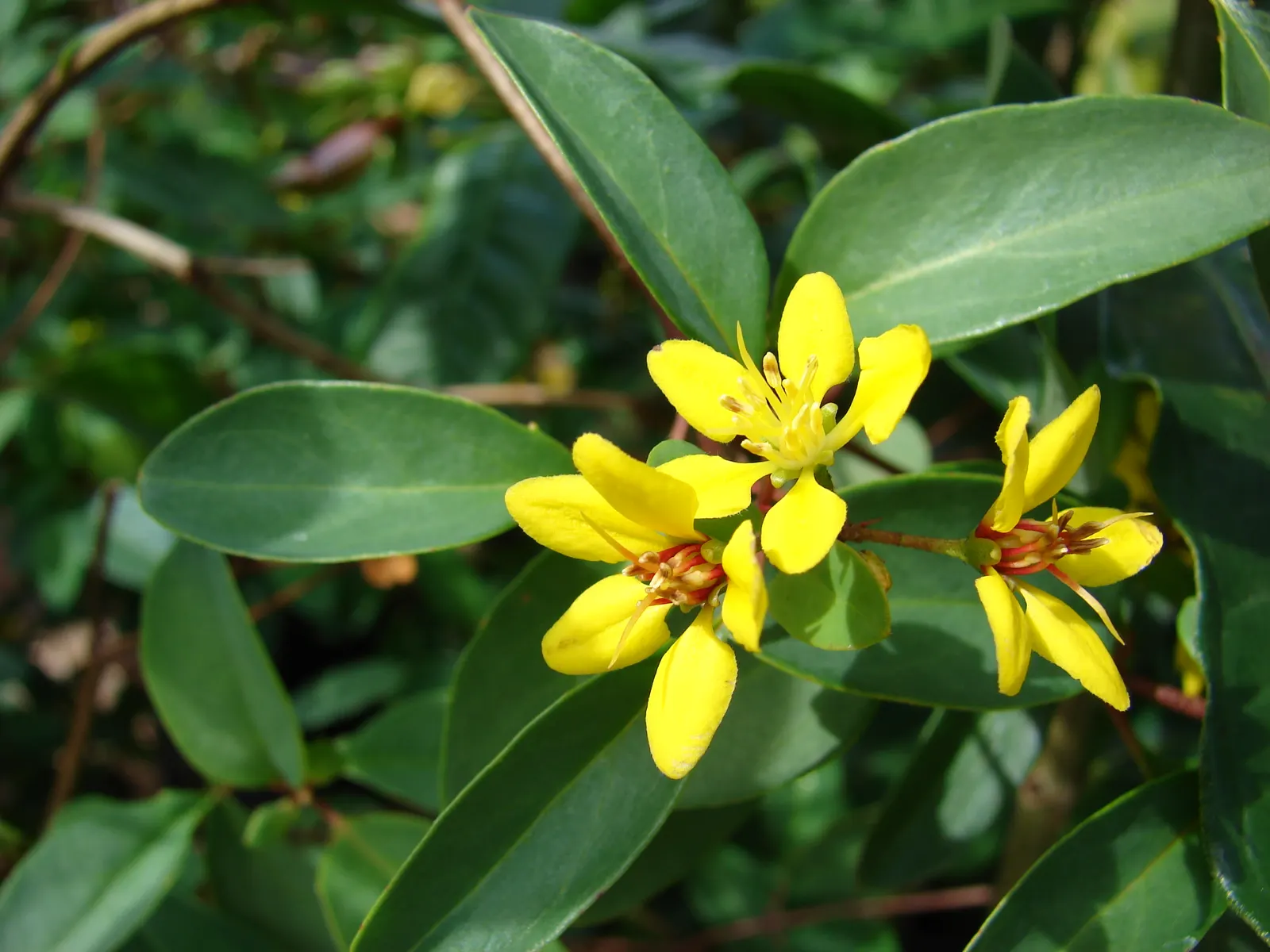 Slender Goldshower (Galphimia Gracilis) — Slender Goldshower (Galphimia gracilis) is a compact