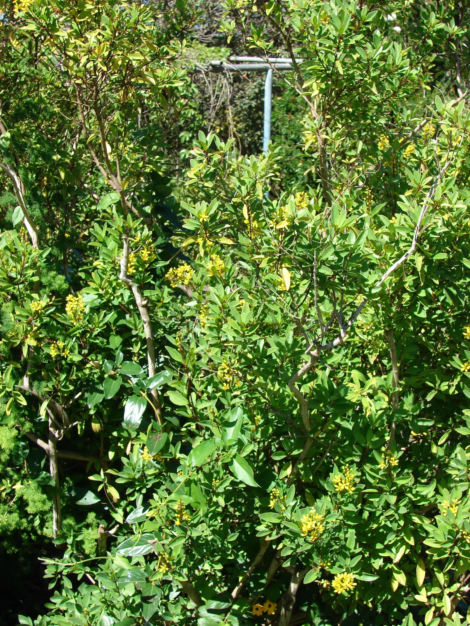 Slender Goldshower (Galphimia Gracilis) — shrub for full or half