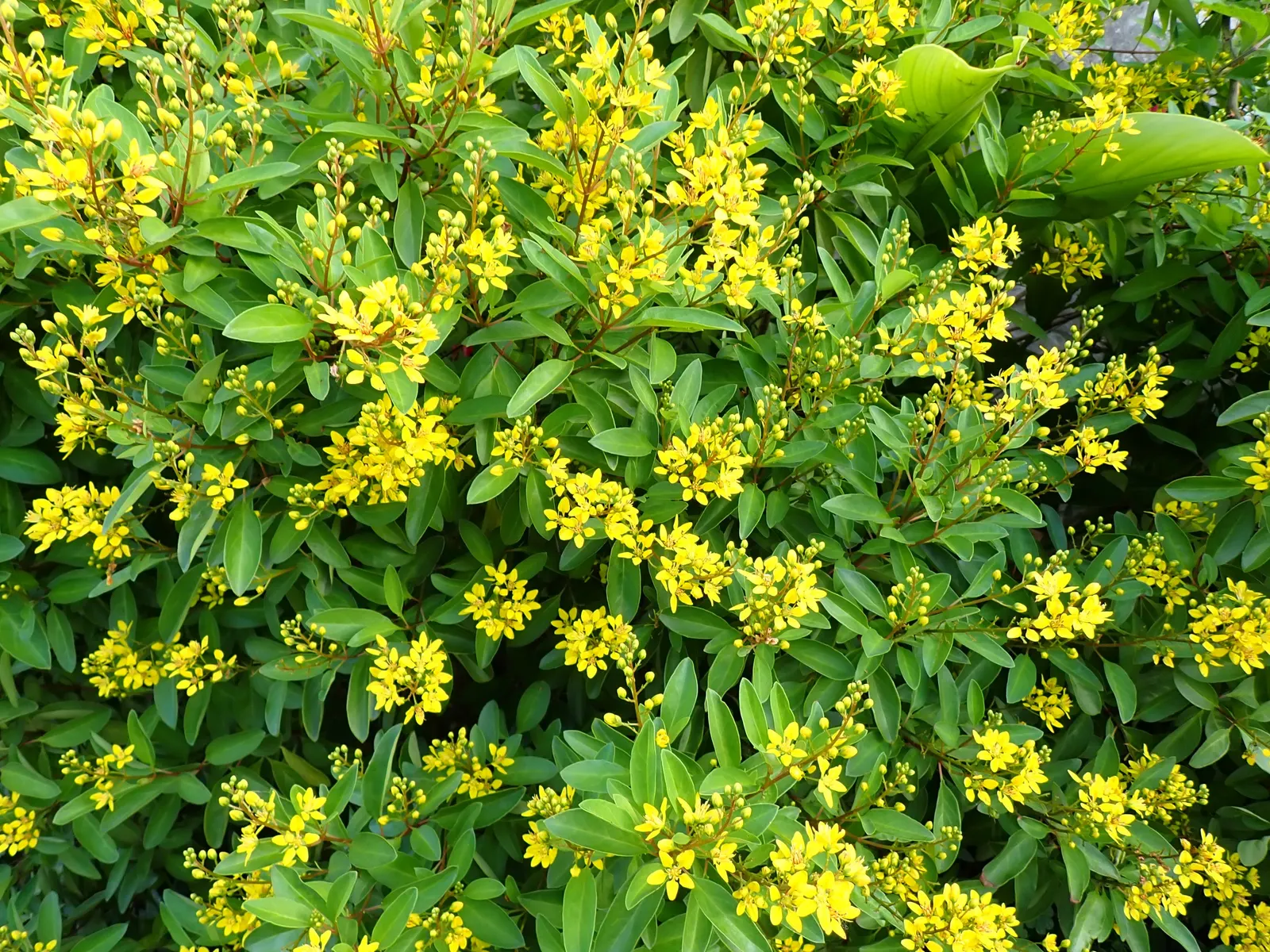 Slender Goldshower (Galphimia Gracilis) — yellow flowers in the garden; ideal for enlivening borders or container gardens, it thrives in full sun to partial