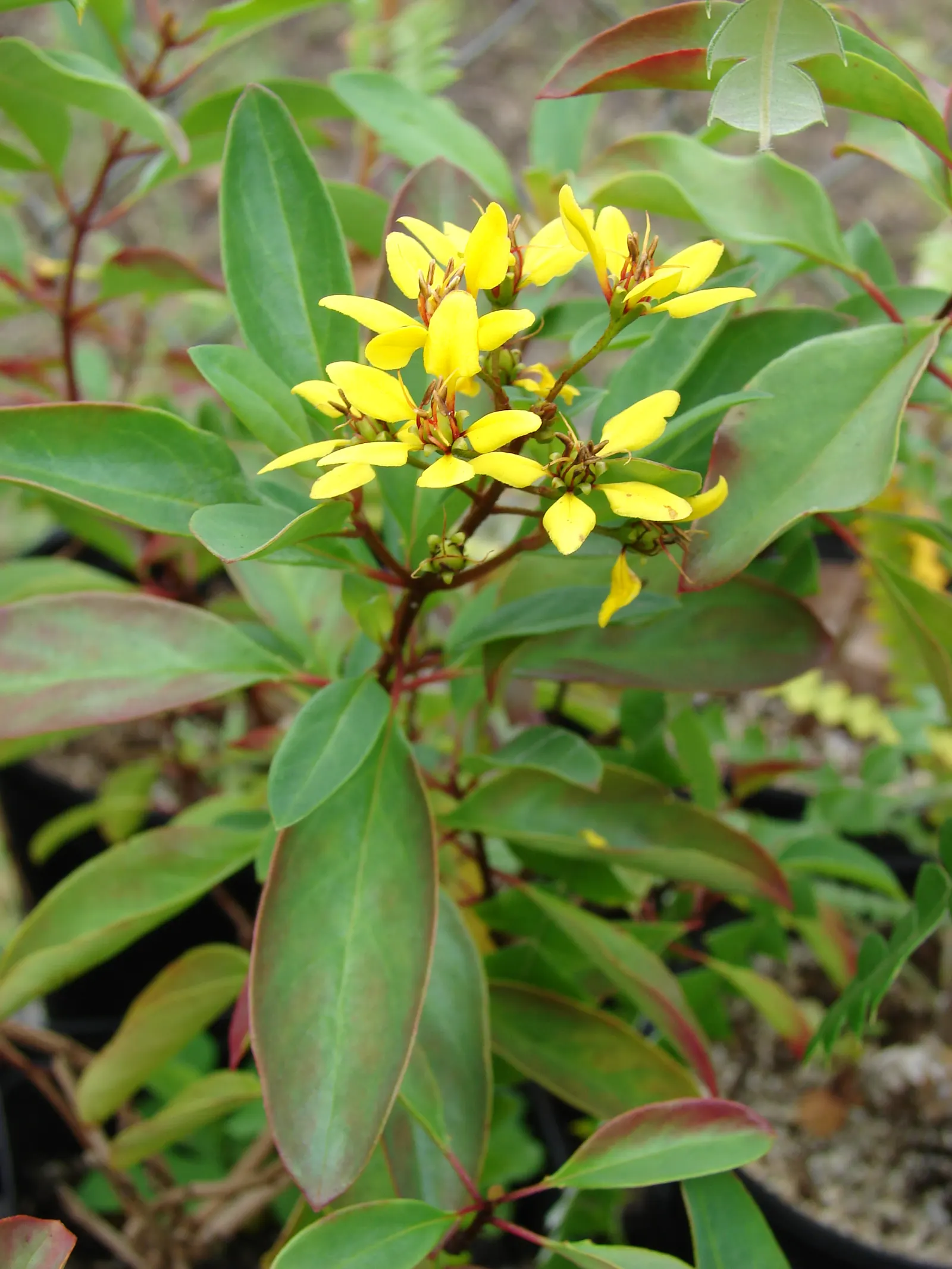 Slender Goldshower (Galphimia Gracilis) — Its low maintenance nature; slender Goldshower (Galphimia gracilis) is a compact, image 52
