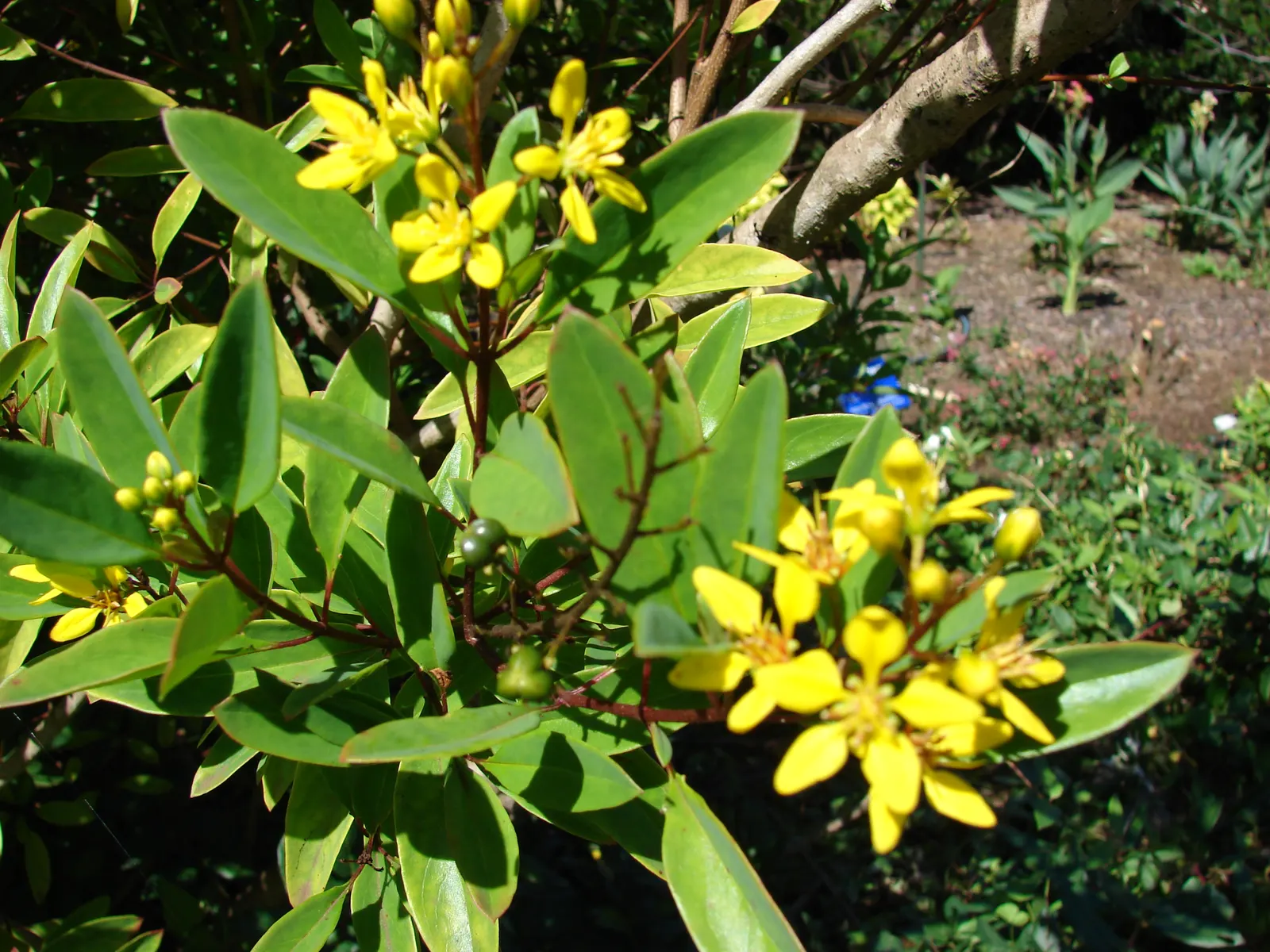 Slender Goldshower (Galphimia Gracilis) — Slender Goldshower (Galphimia gracilis) is a compact; mature size reaches up to 4 feet tall and 3 feet wide, with a