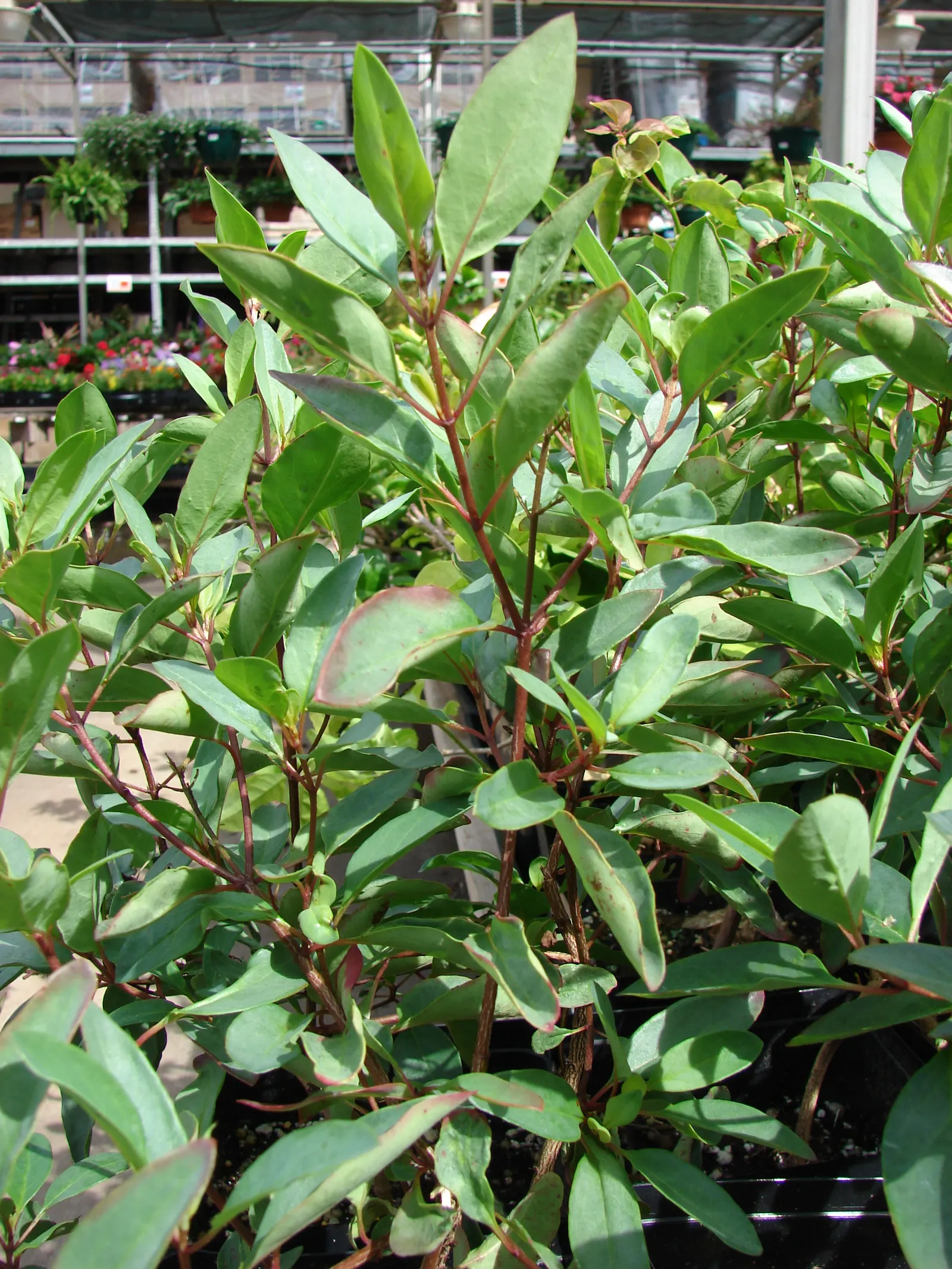 Slender Goldshower (Galphimia Gracilis) — As a landscape architect assistant