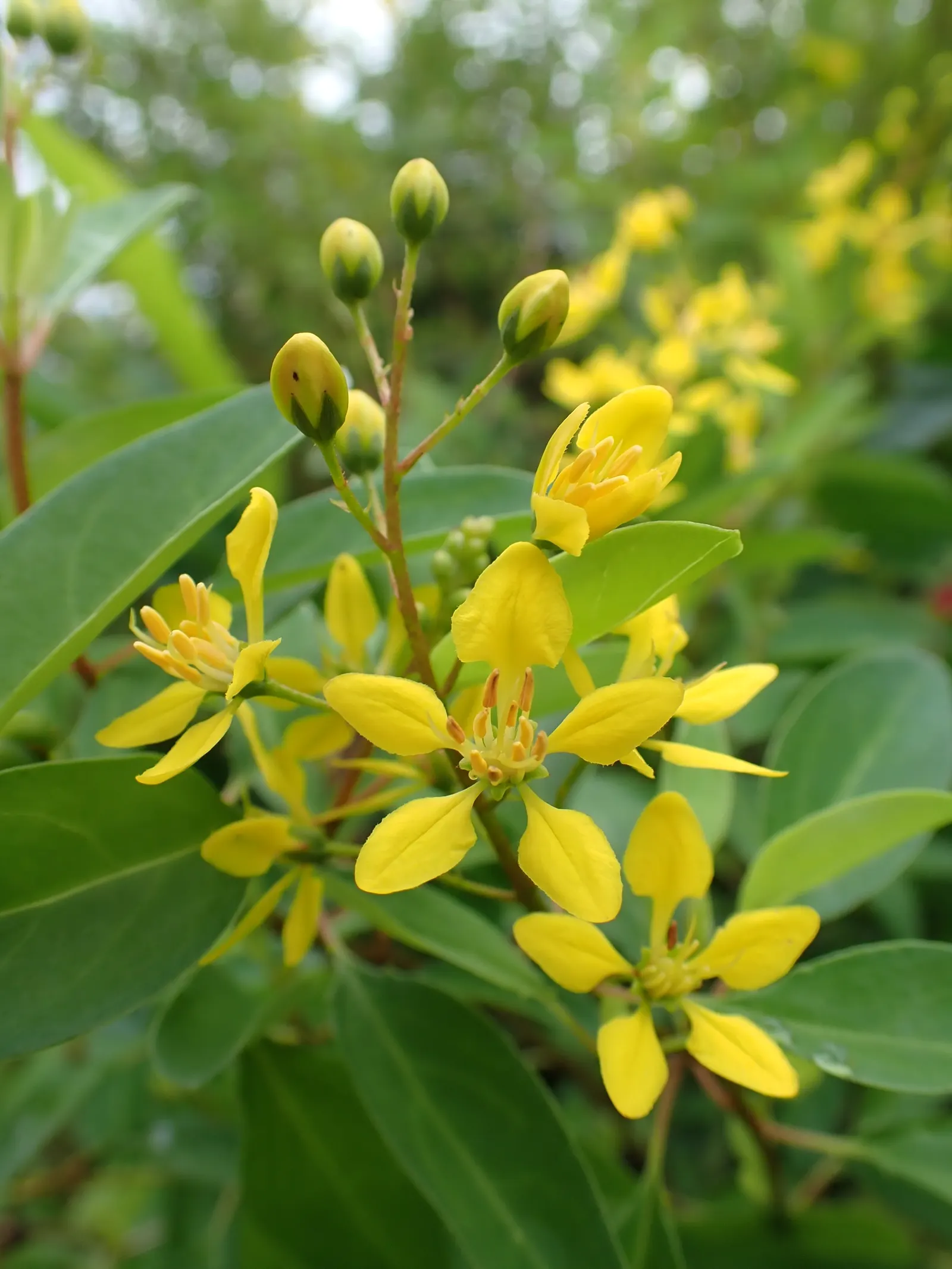 Slender Goldshower (Galphimia Gracilis) — makes it an appealing choice for gardeners who desire a hassle-free plant with a long-lasting floral, image 34