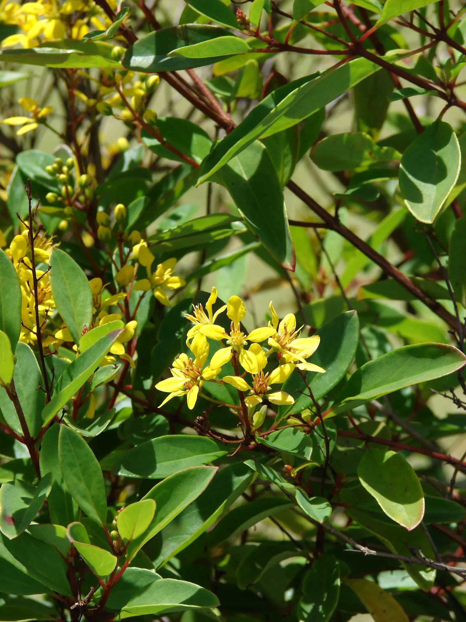 Slender Goldshower (Galphimia Gracilis) — arching branches adorned with glossy green leaves offer a graceful; tropical shrub typically grows to a height of 2