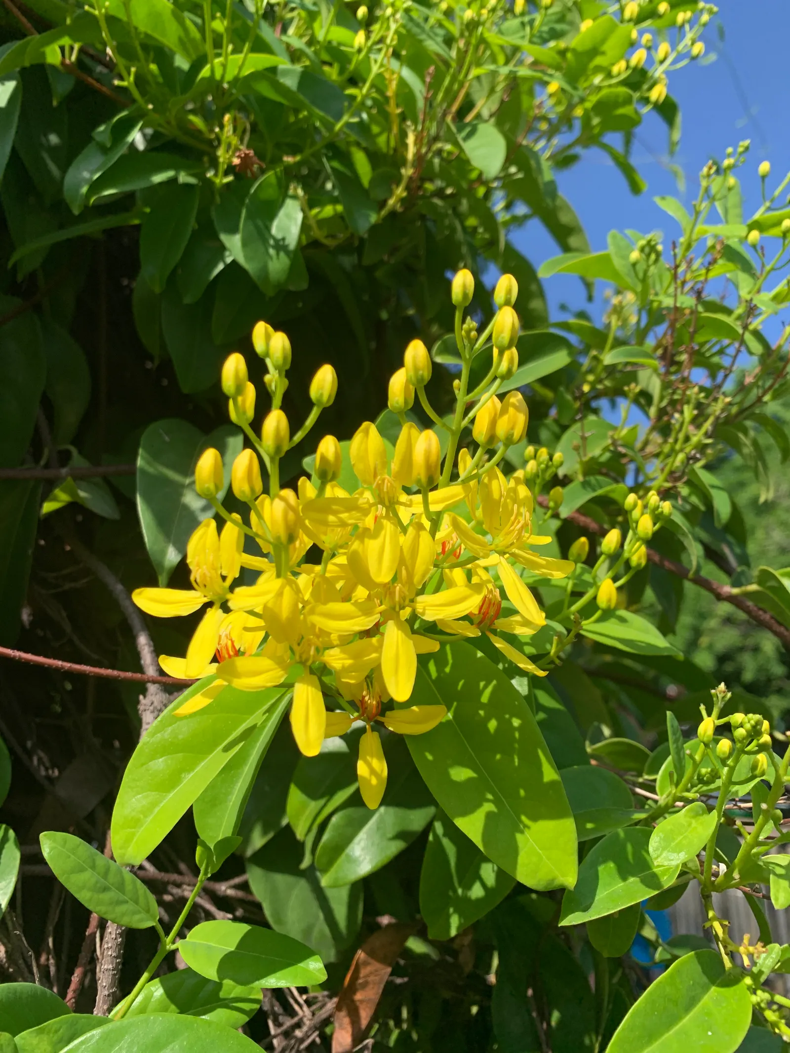 Slender Goldshower (Galphimia Gracilis) — Slender Goldshower (Galphimia gracilis) is a compact; mature size reaches up to 4 feet tall and 3 feet, image 41