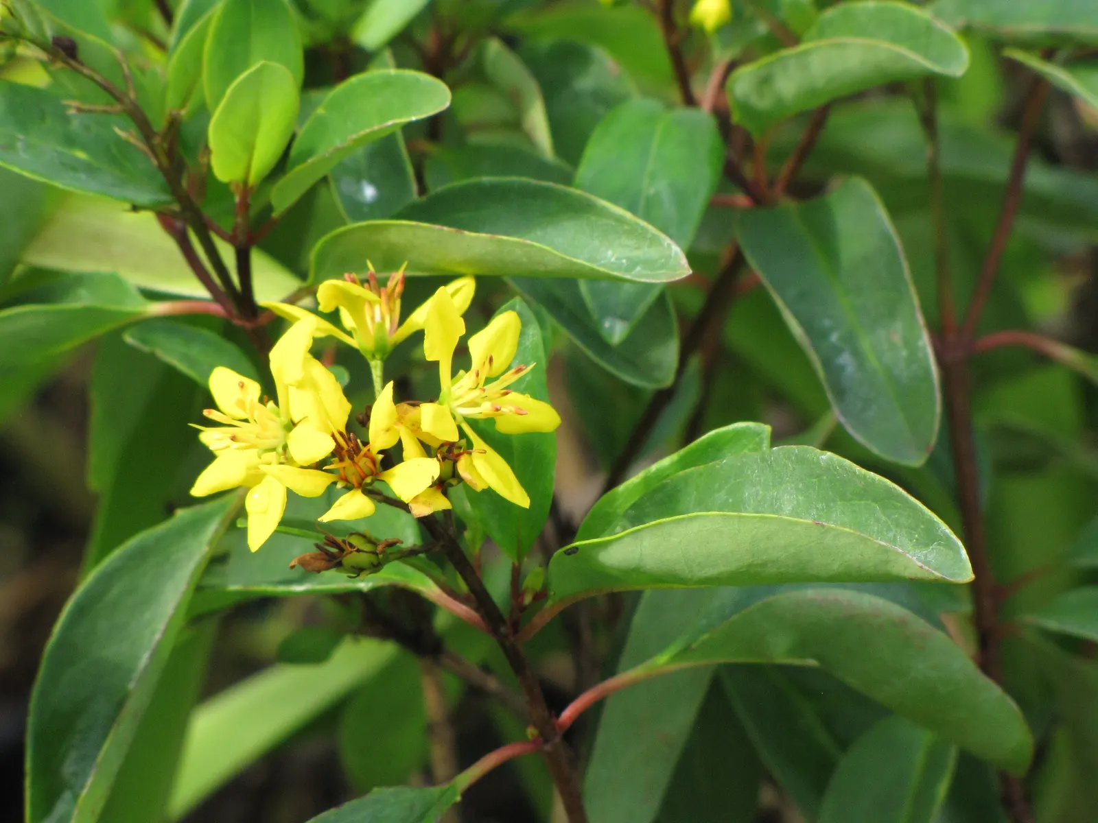 Slender Goldshower (Galphimia Gracilis) — or as a vibrant accent in rock gardens