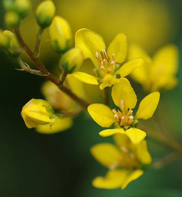 Slender Goldshower (Galphimia Gracilis) — Mature size reaches up to 4 feet tall and 3 feet wide, with a growth habit that is both upright and spreading; is a