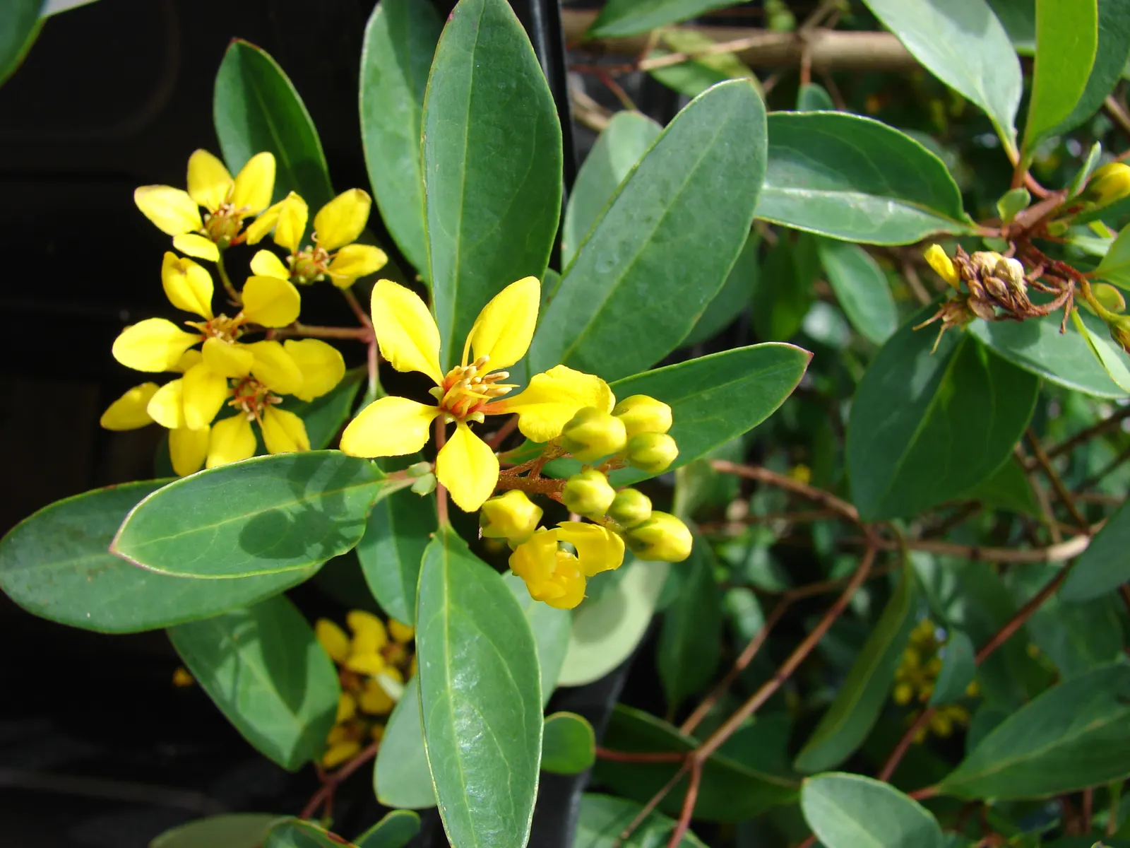 Slender Goldshower (Galphimia Gracilis) — shrub for full or half; adding an extra layer of life and color to the setting, image 60