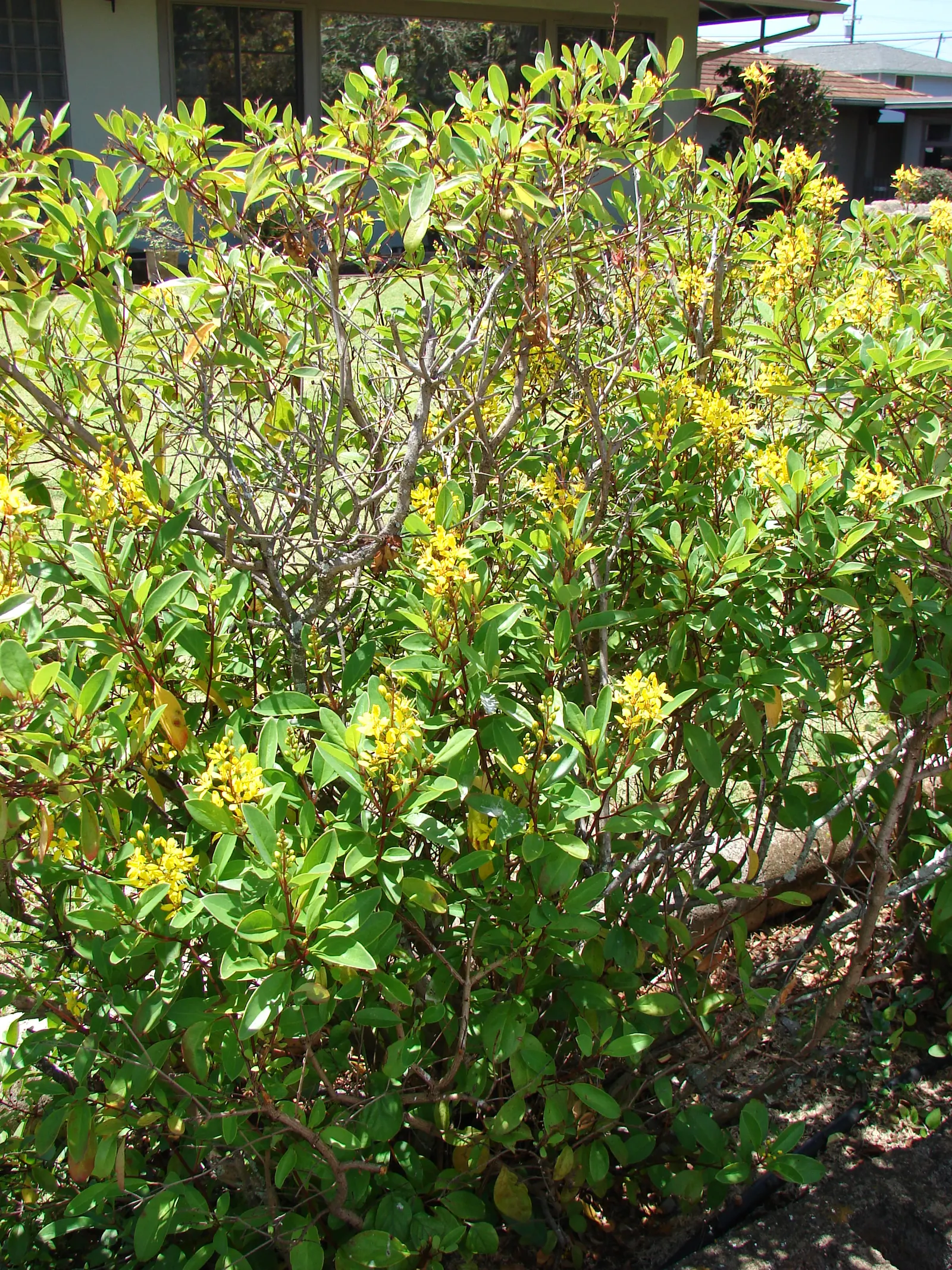 Slender Goldshower (Galphimia Gracilis) — Ideal for enlivening borders or container gardens, it thrives in full sun to partial shade