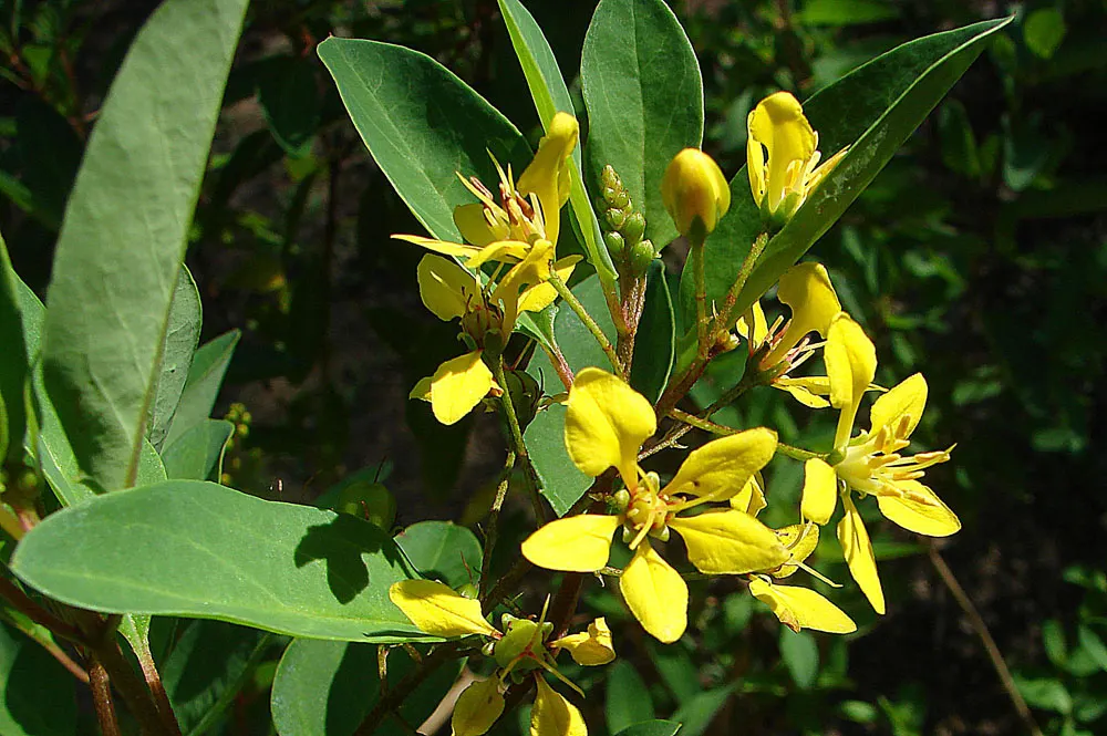 Slender Goldshower (Galphimia Gracilis) — Ideal for enlivening borders or container gardens, it thrives in full sun to partial shade; yellow, image 43