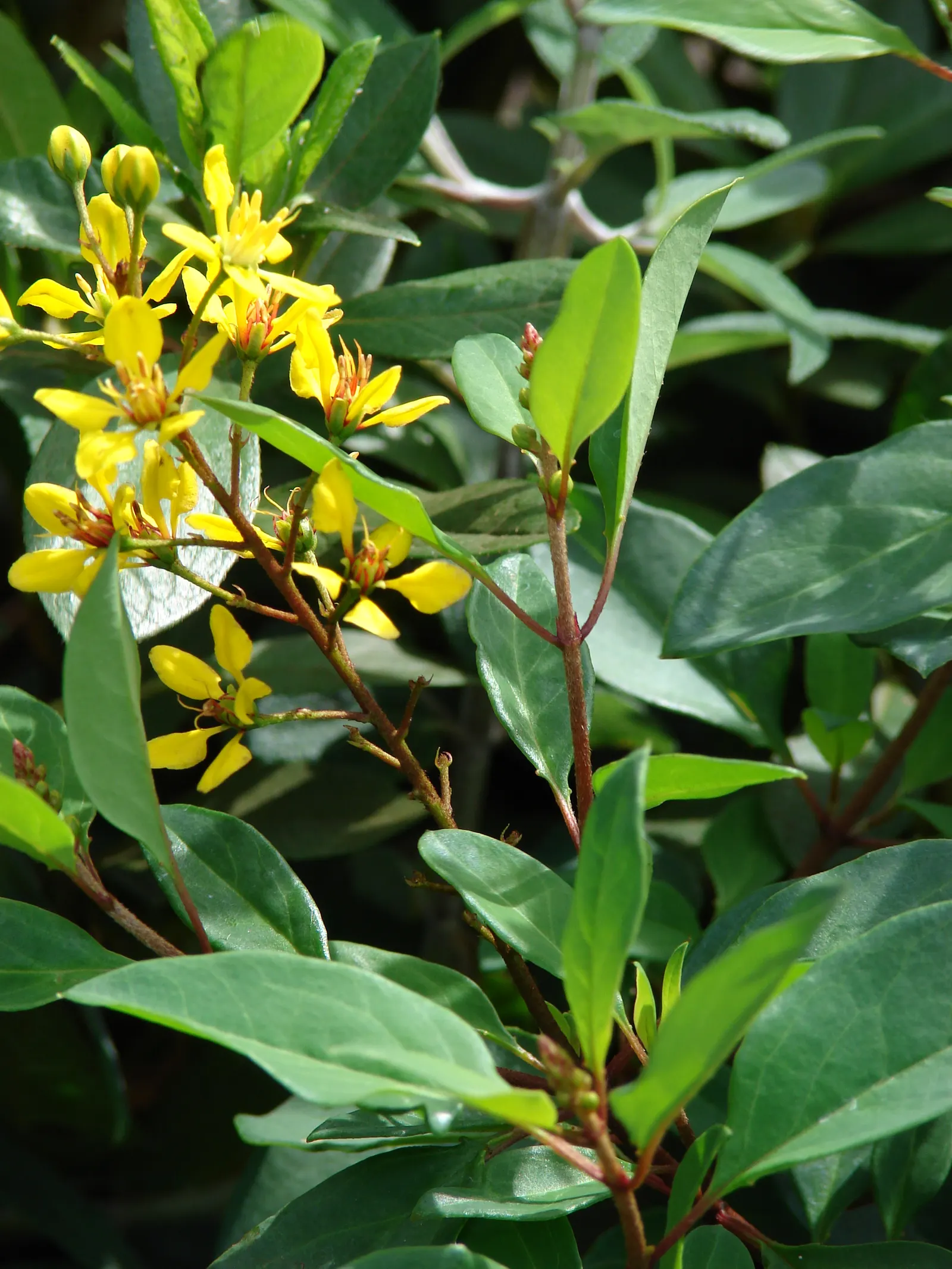 Slender Goldshower (Galphimia Gracilis) — arching branches adorned with glossy green leaves offer a graceful