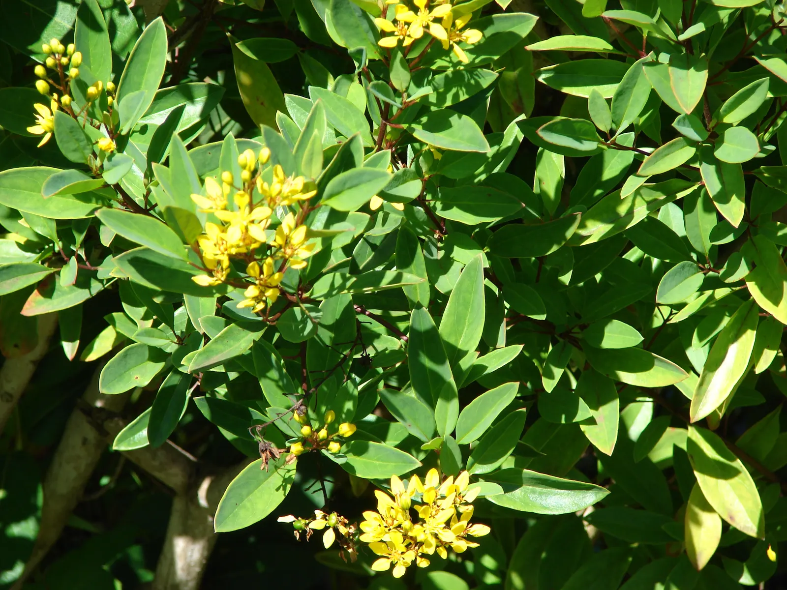 Slender Goldshower (Galphimia Gracilis) — Mature size reaches up to 4 feet tall and 3 feet wide, with a growth habit that is both upright and, image 64