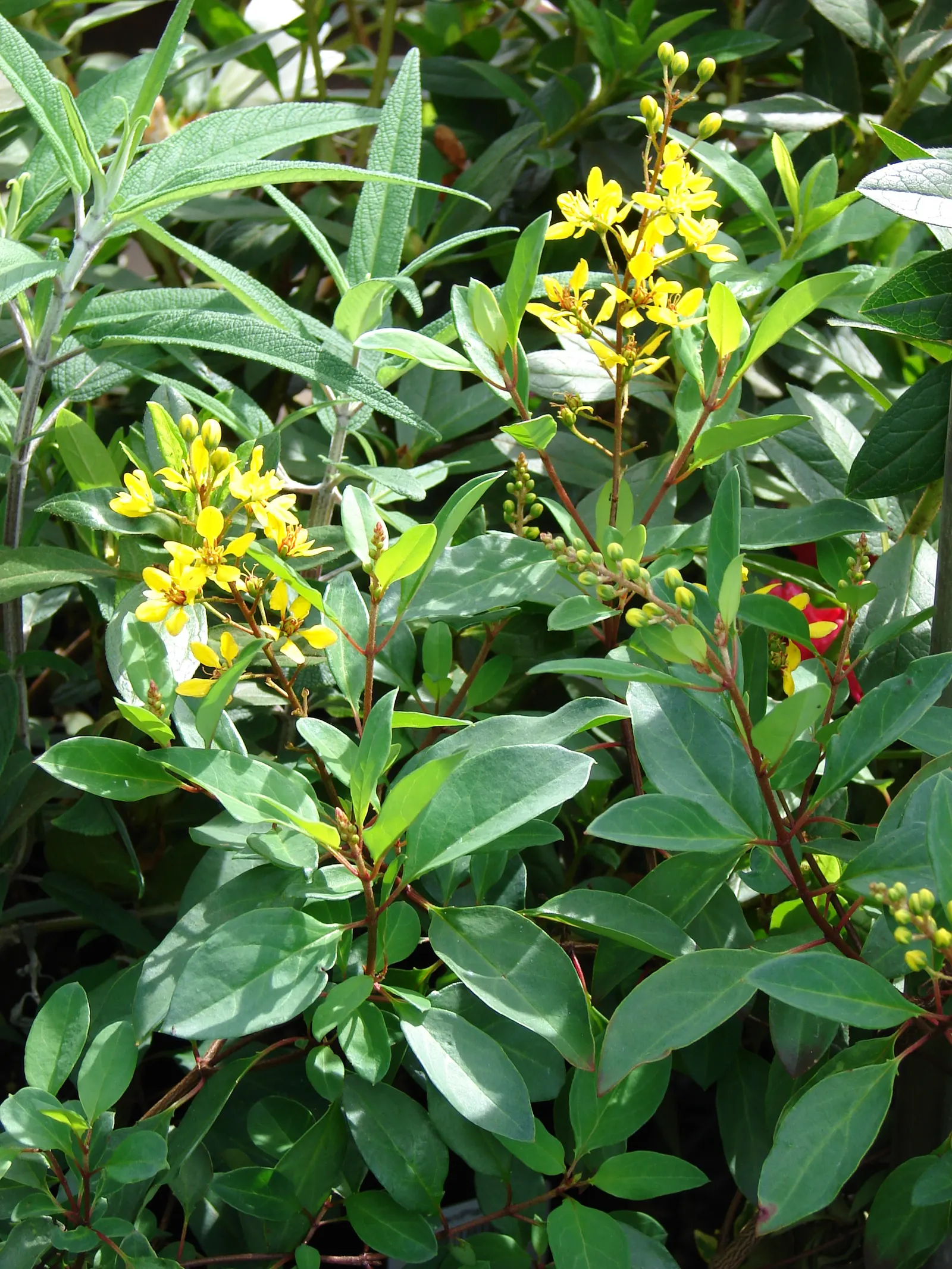 Slender Goldshower (Galphimia Gracilis) — adding an extra layer of life and color to the setting