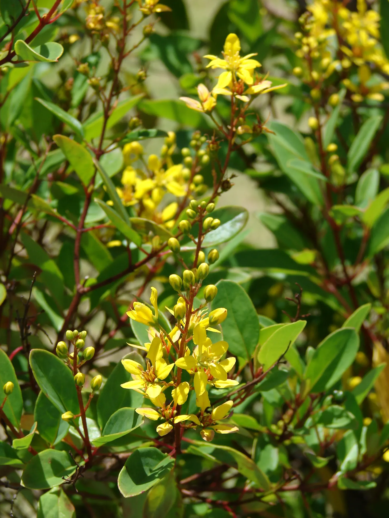 Slender Goldshower (Galphimia Gracilis) — is a captivating addition to any garden; its low maintenance nature